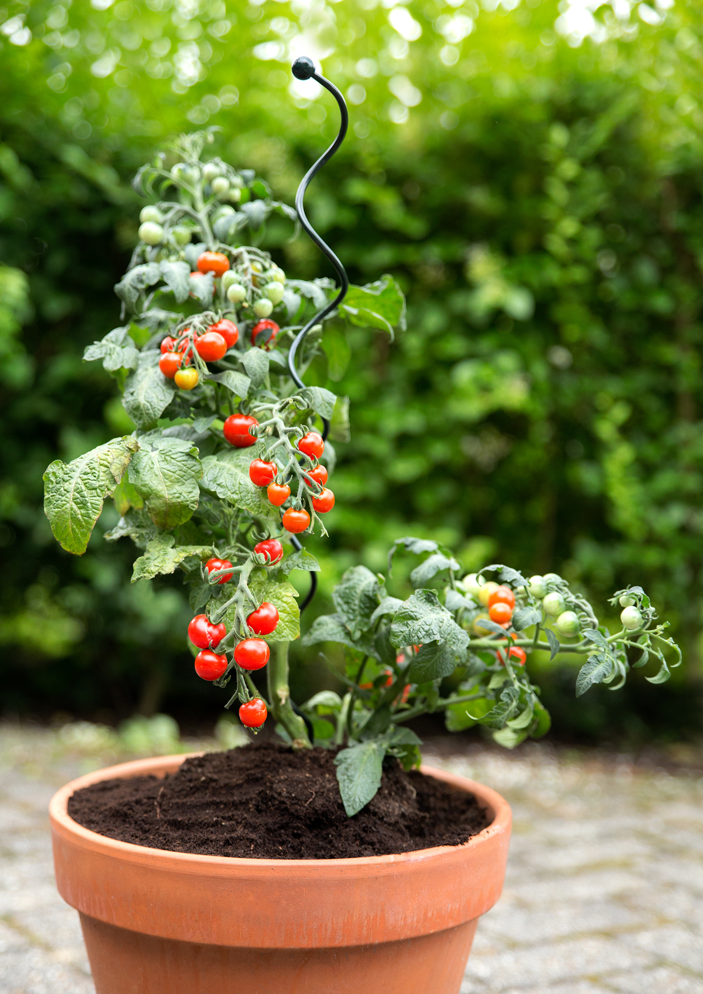 0702633064151_sfeerDqgyp94PSDFZb Peacock Stützstab Spiral, 75cm