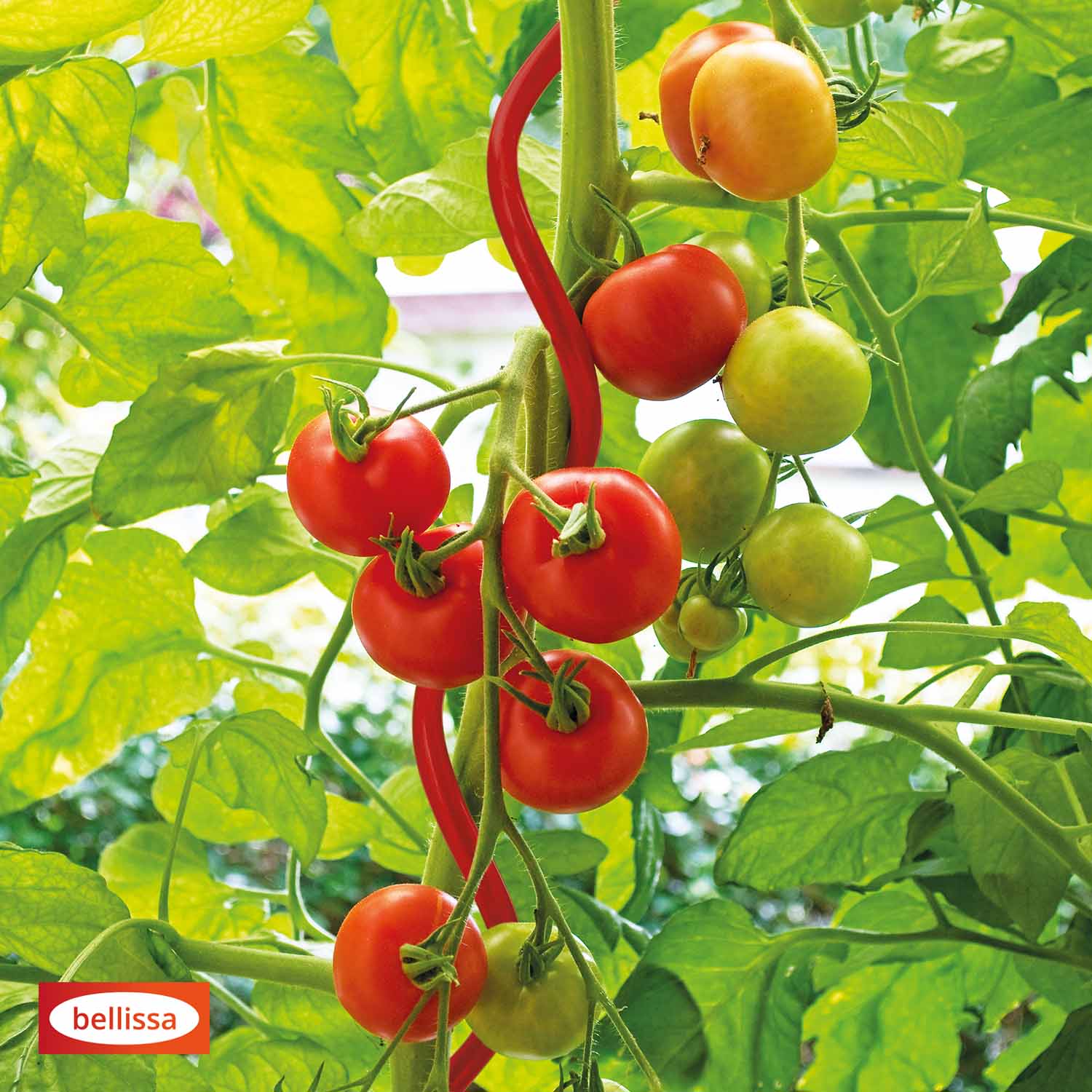 Bellissa Tomatenspirale Colorata 170