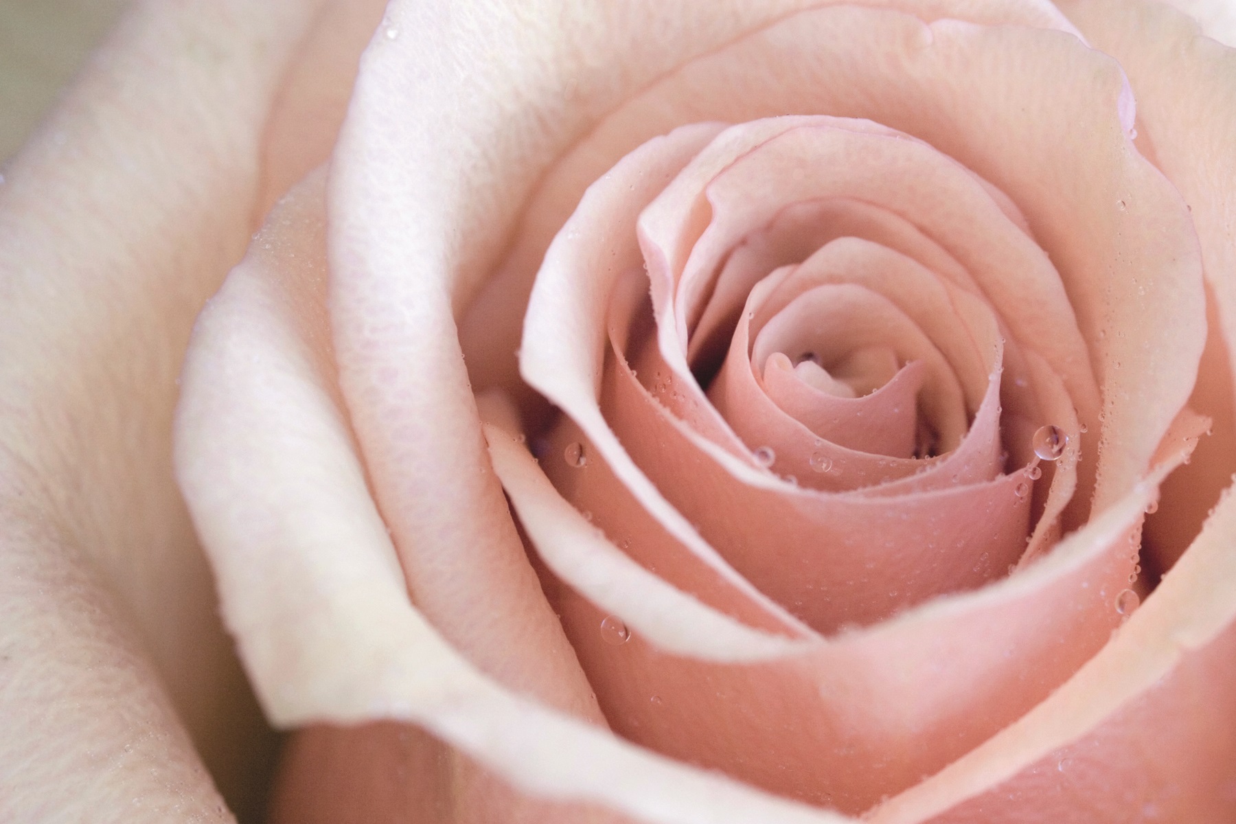 4001244758814_5 Alpina Feine Farbe No. 24, Zarte Romantik