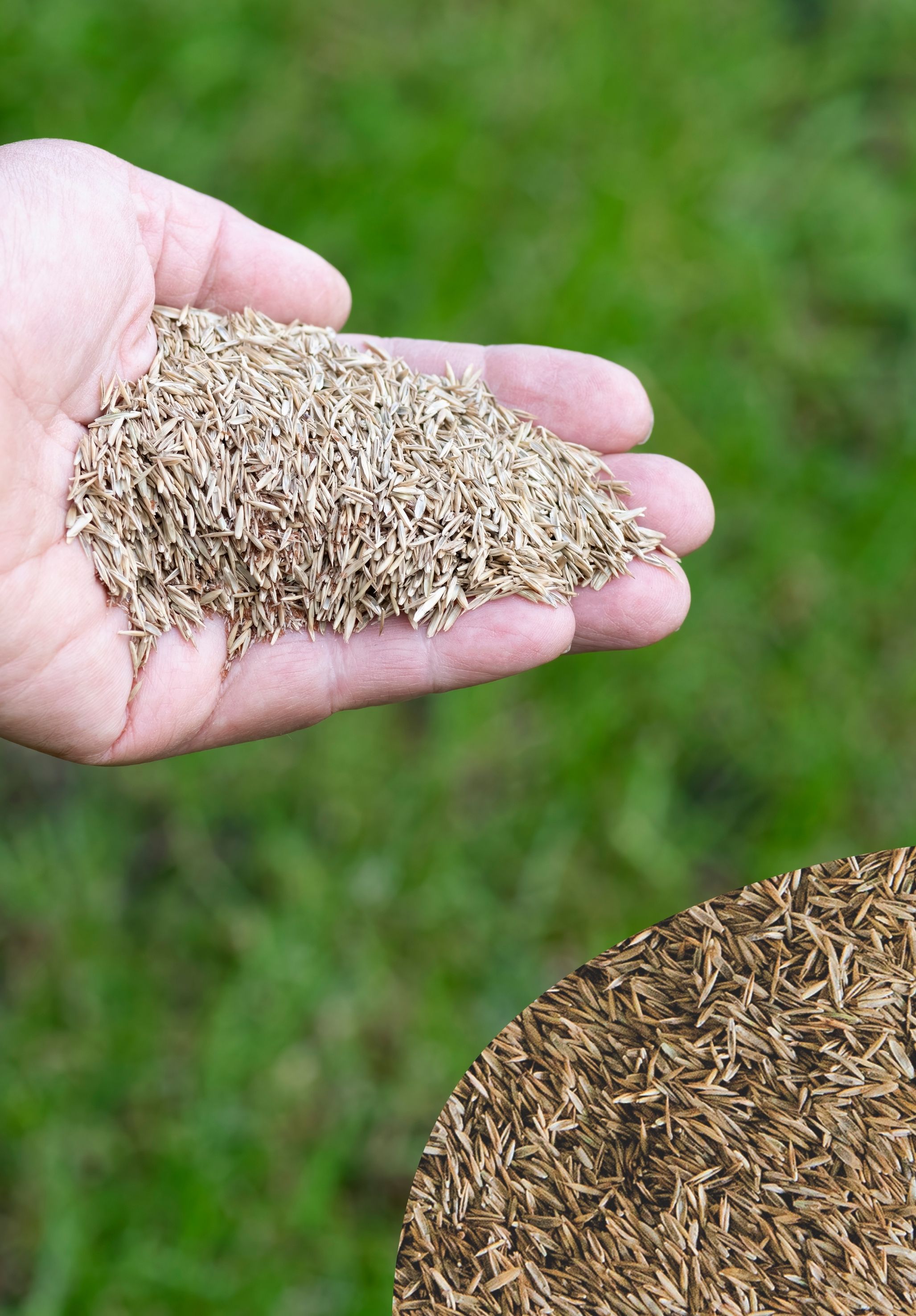 Semina Nachsaatrasen, 1 kg