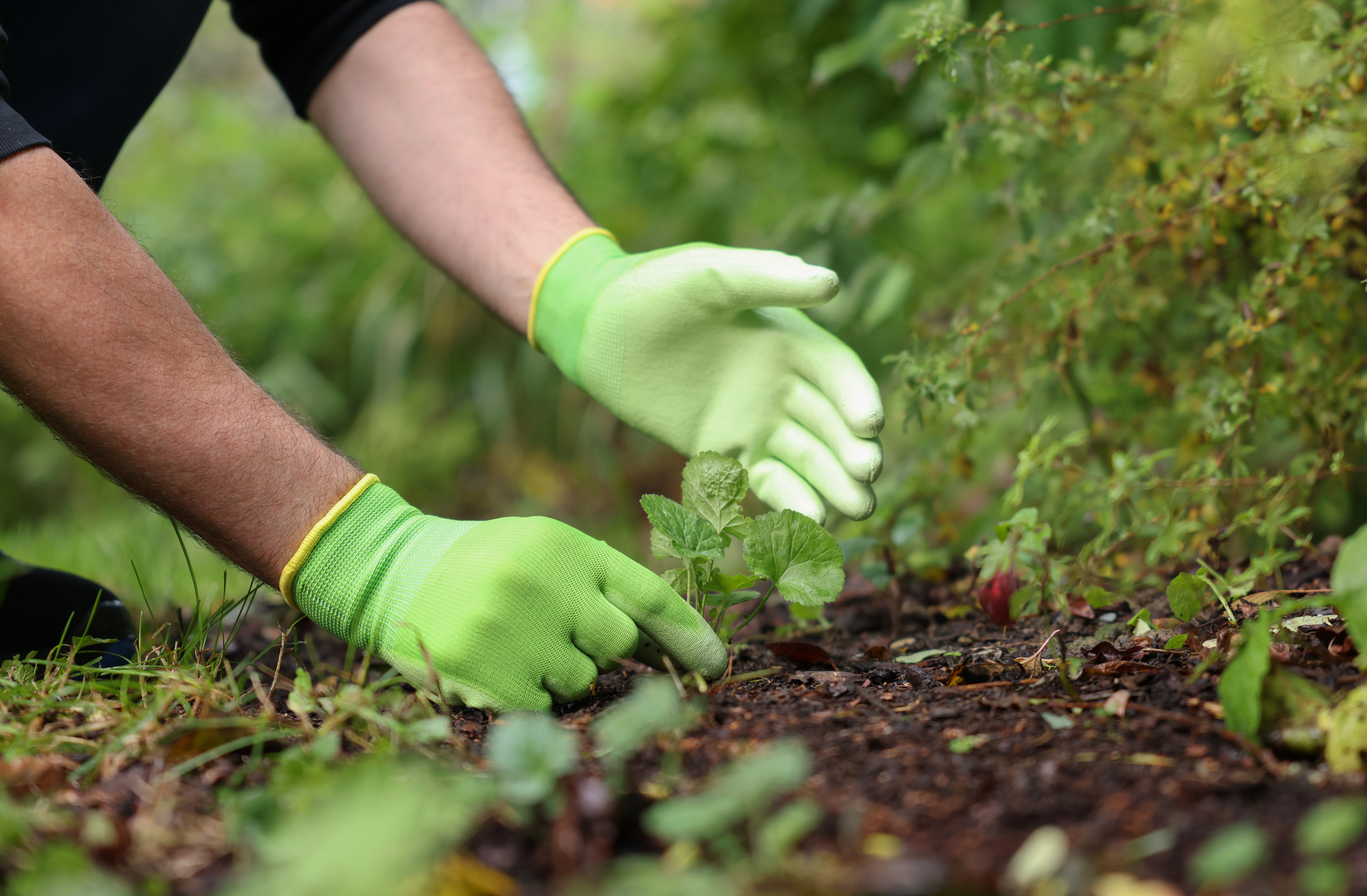 Kerbl Handschuh Easy Garden, Gr. 8 grün, PU-Beschichtung