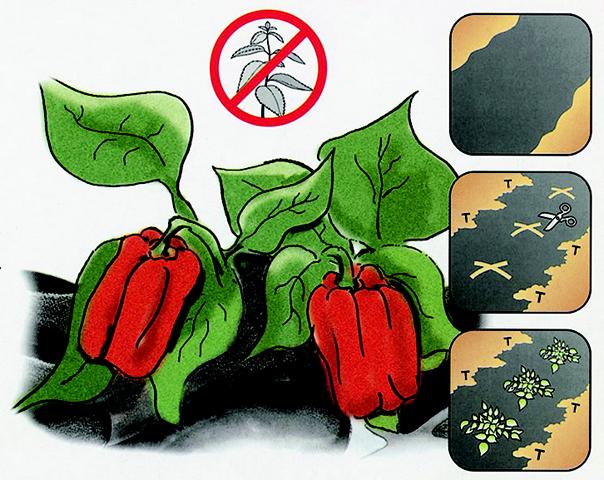 302164-2 Testrut Anti-Unkrautvlies, schwarz