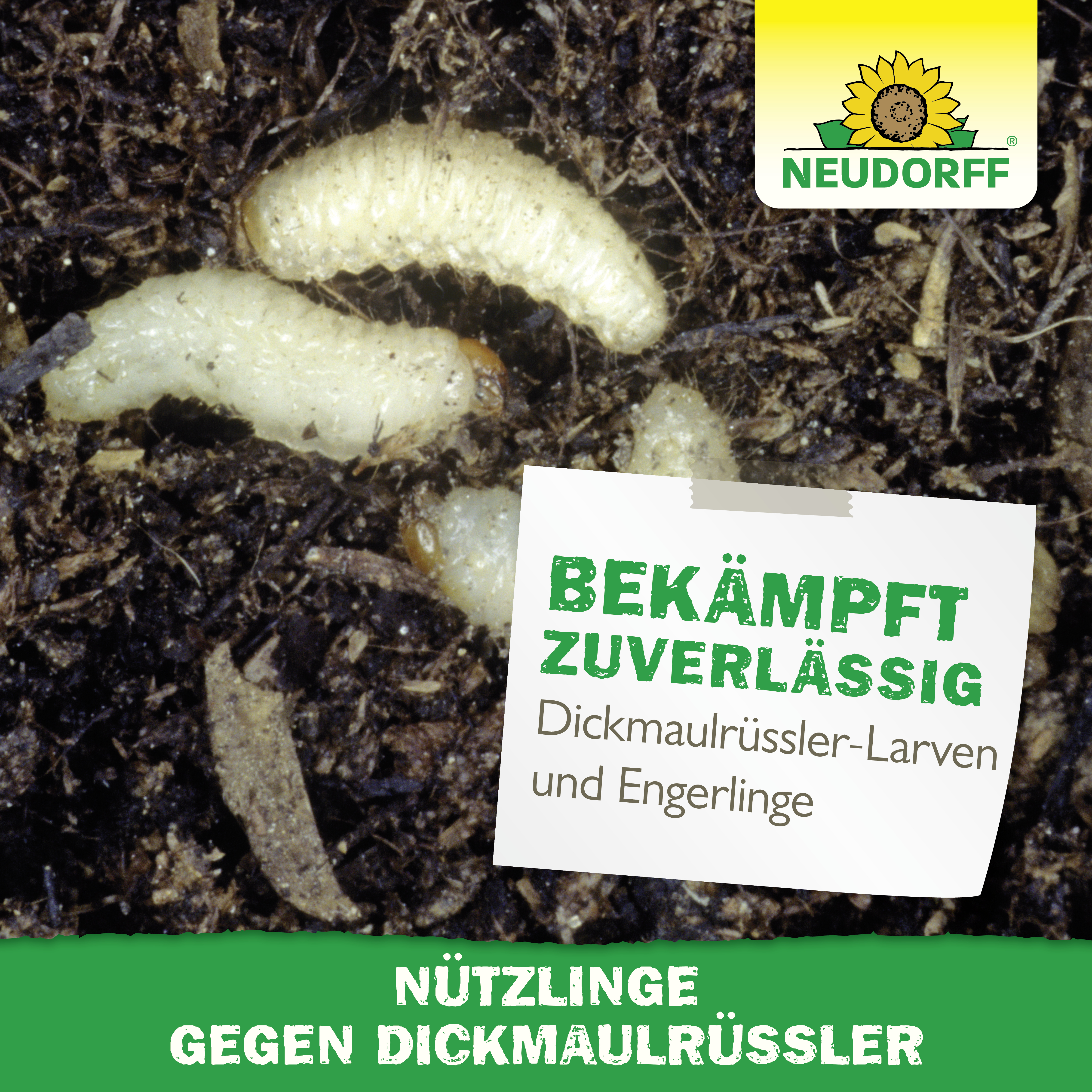 Neudorff Bestell-Karte Nützlinge gegen Dickmaulrüssler