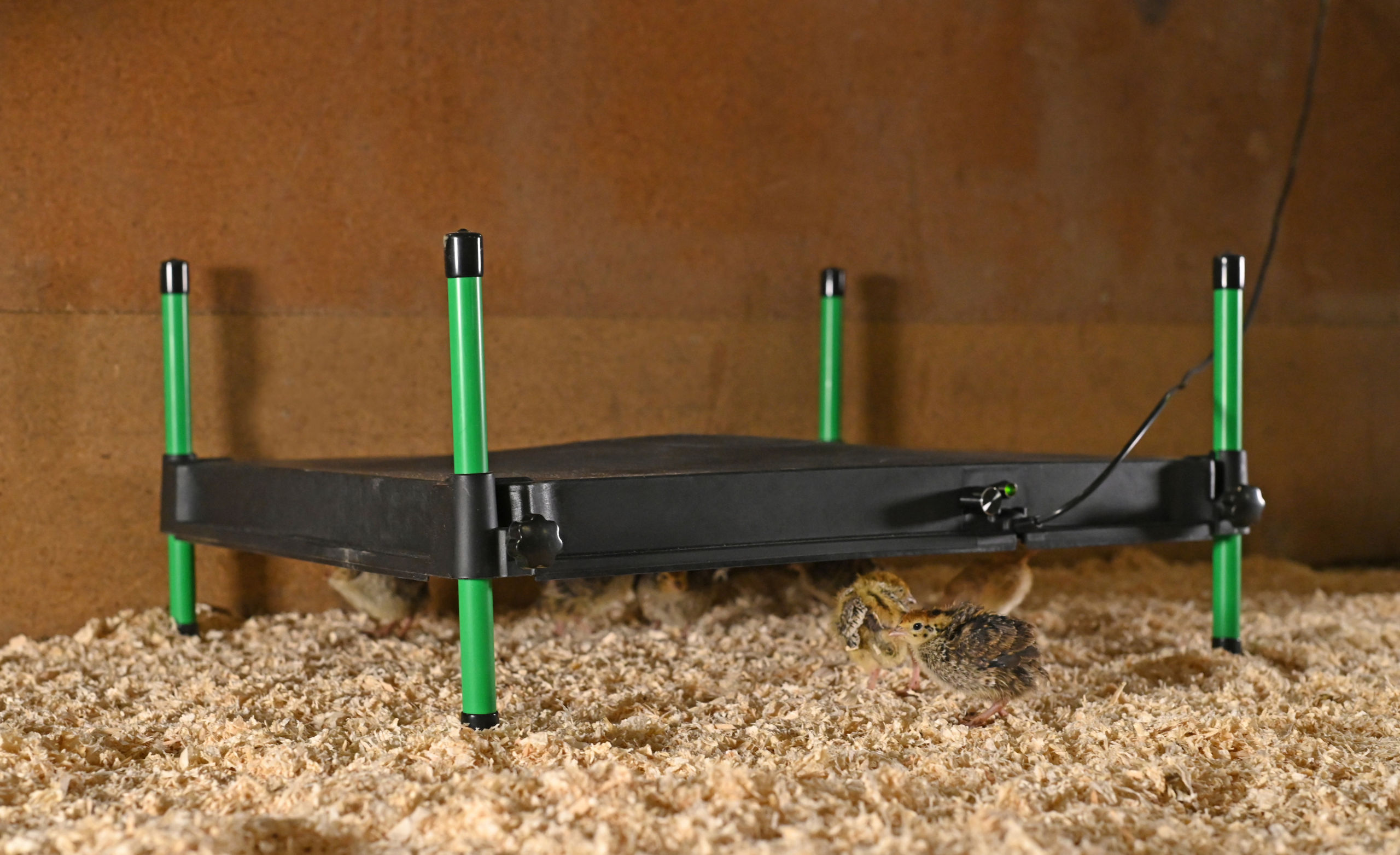 Kerbl Wärmeplatte CosyHeat, 40x50 cm 24 V, integr. Thermostat