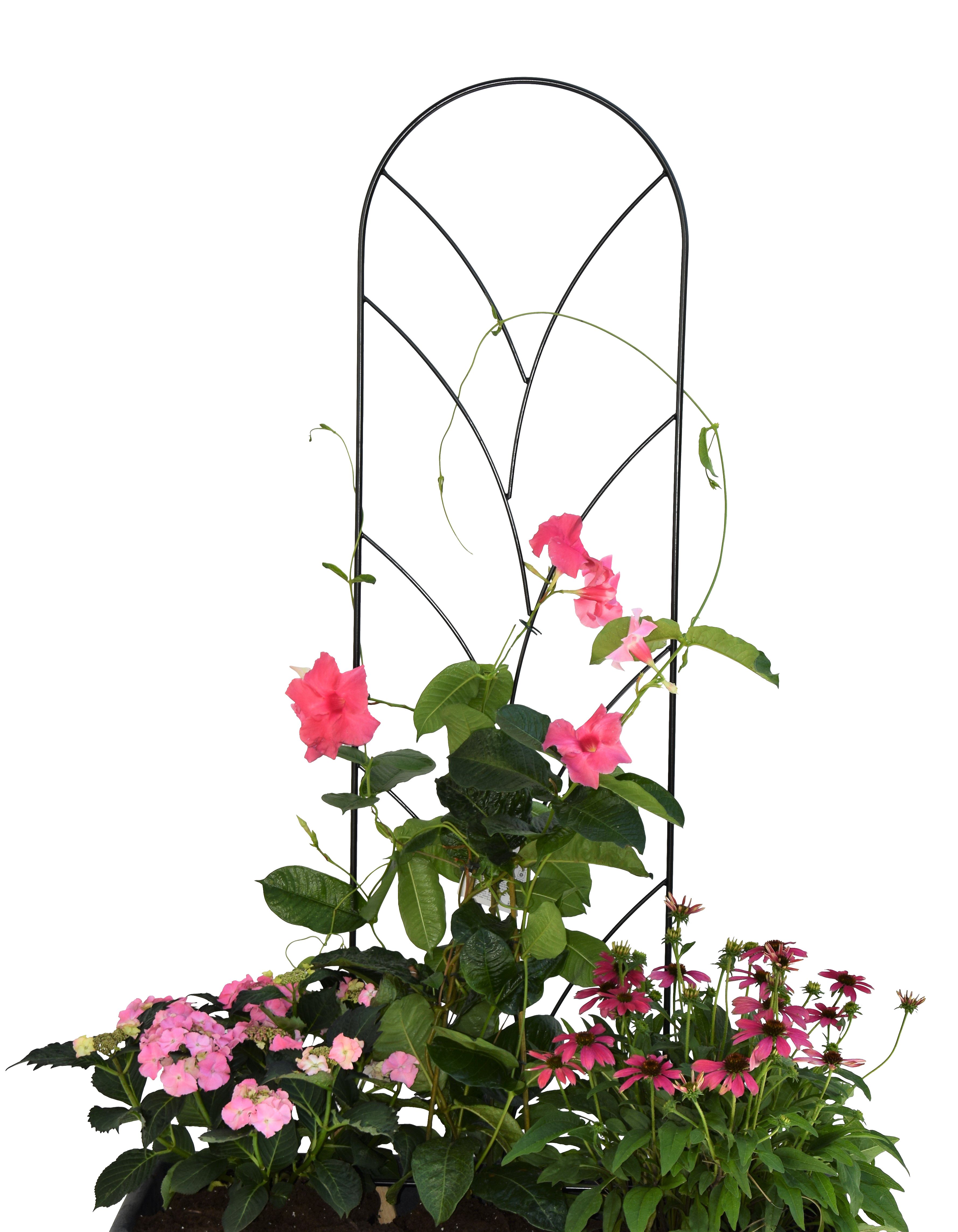 Pink Garten Spalier Ranke M, schwarz, PE coatet