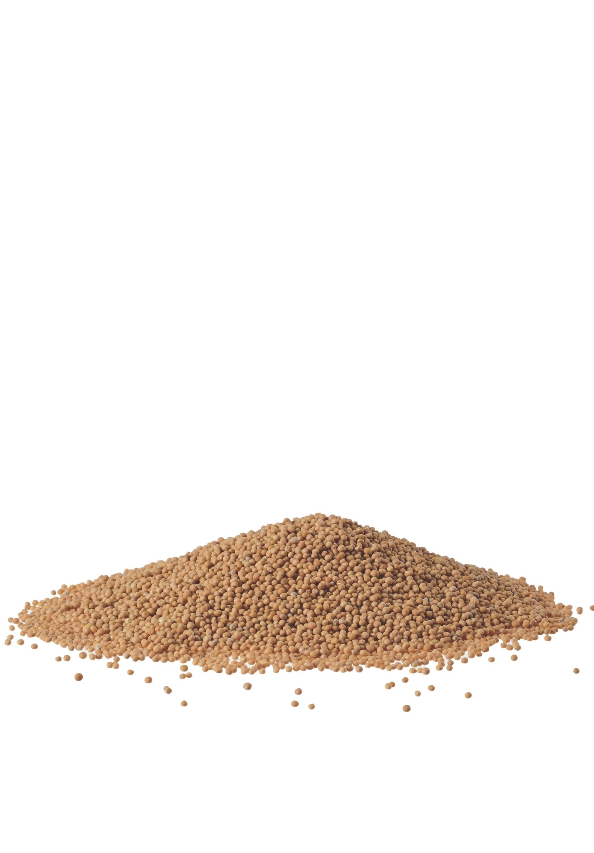 Weißer Senf (Gründüngung), 1 kg