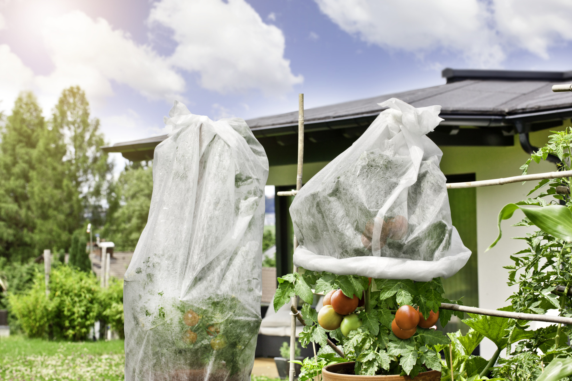 Windhager Tomaten-Vliesschlauch, 0,75 x 10 m, 18g/m2