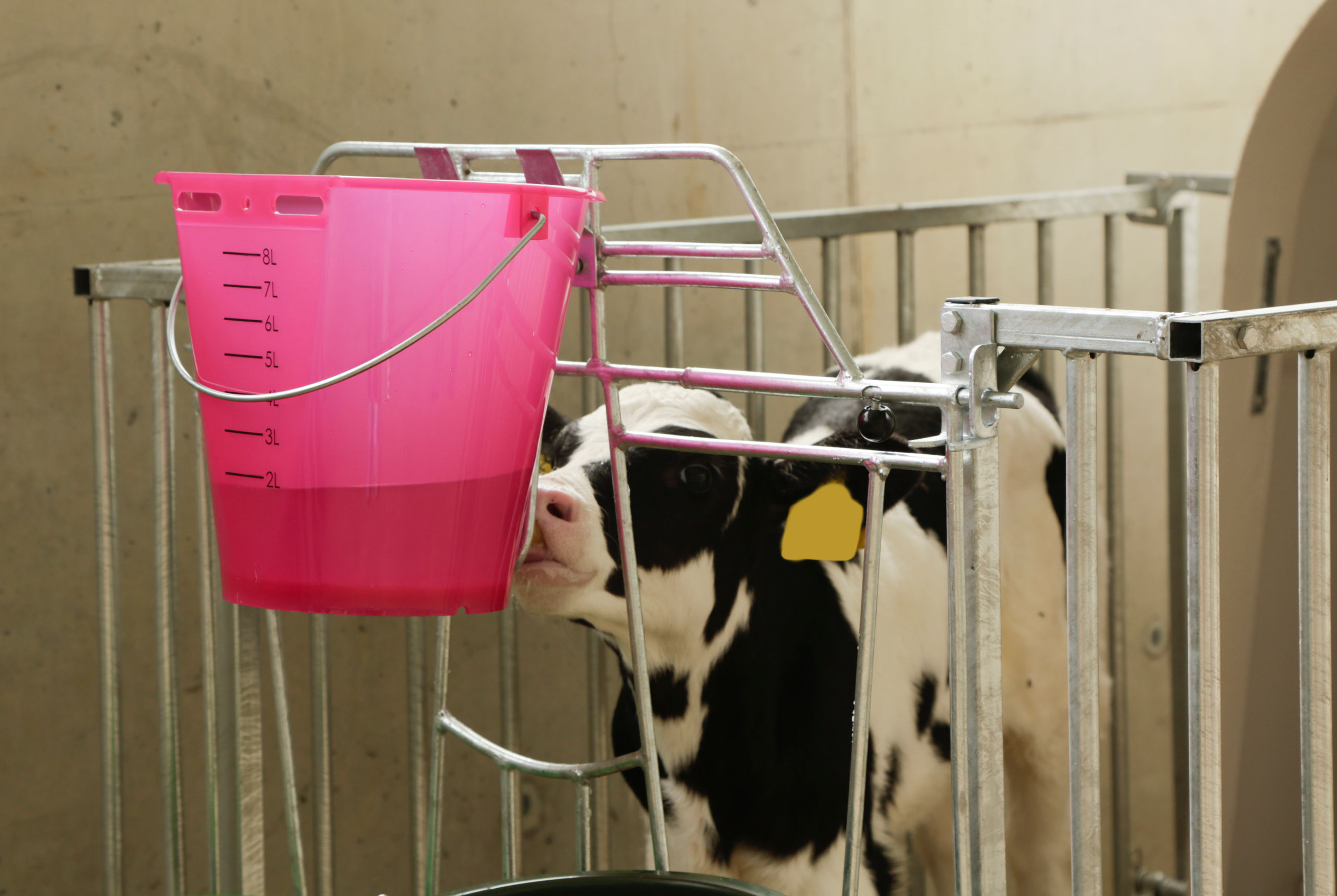 Kerbl Tränkeeimer rosa transparent mit Skala, ohne Zubehör