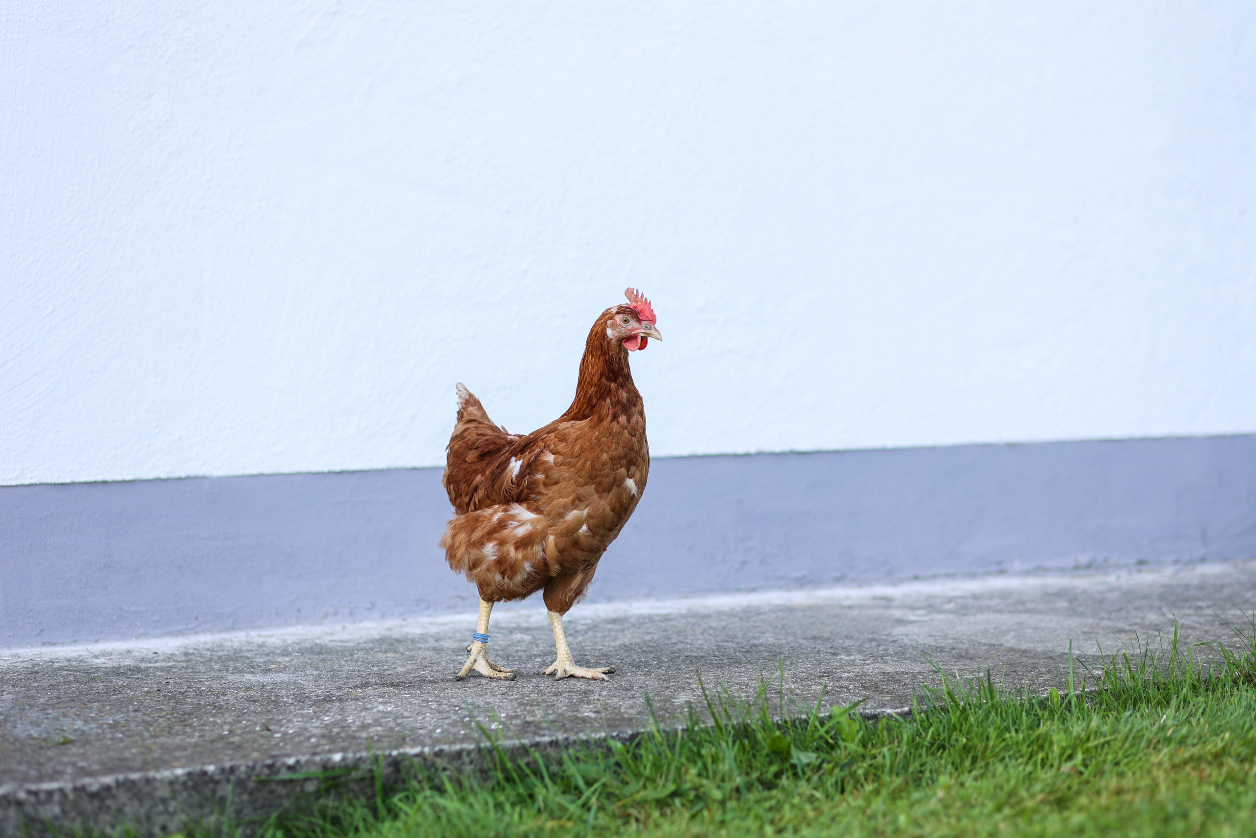 Kerbl Spiralring, 16 mm, blau, 20 St. im Pack Kerbl Spiralring, 16 mm, blau, 20 St. im Pack