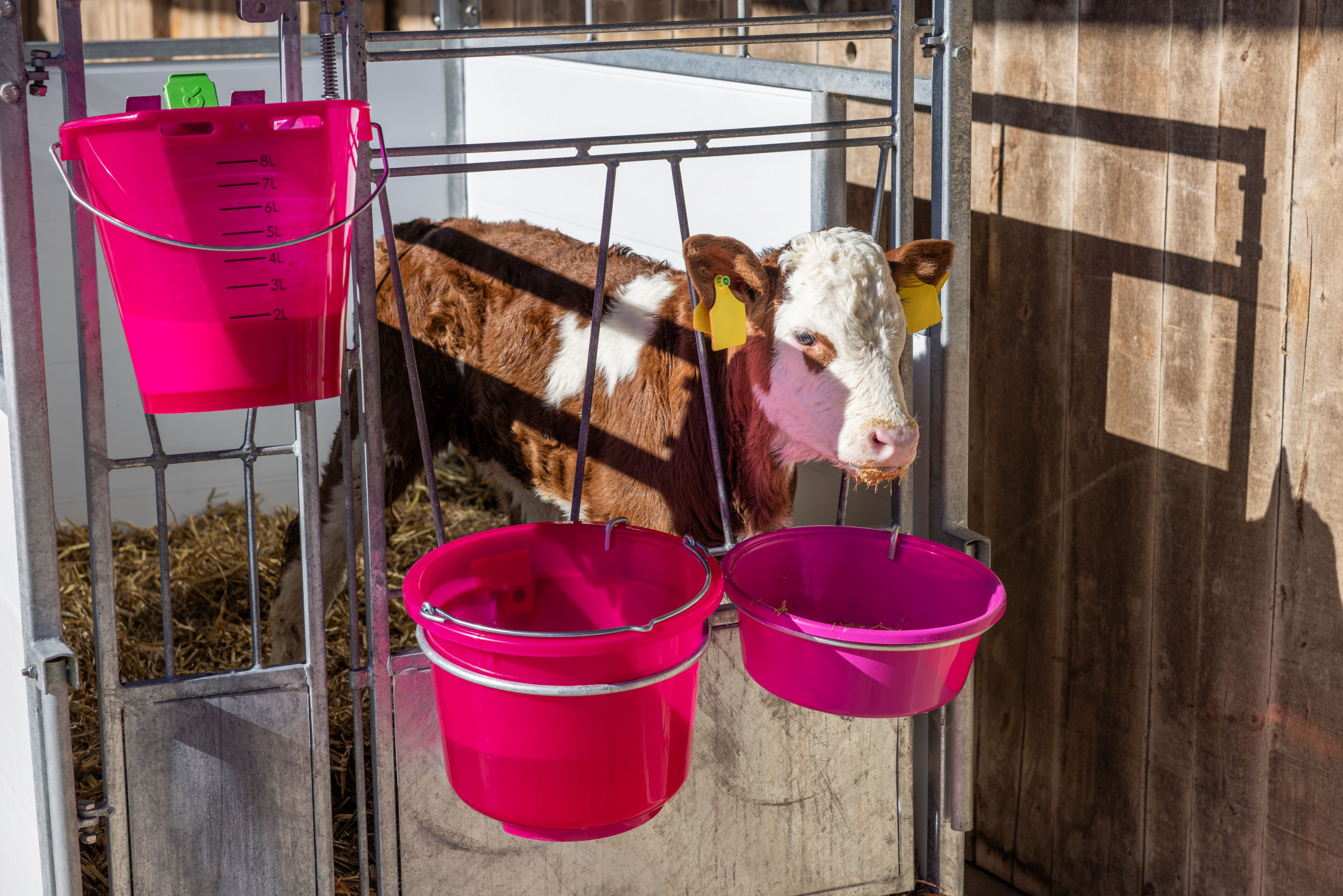 Kerbl Tränkeeimer rosa transparent mit Skala, ohne Zubehör