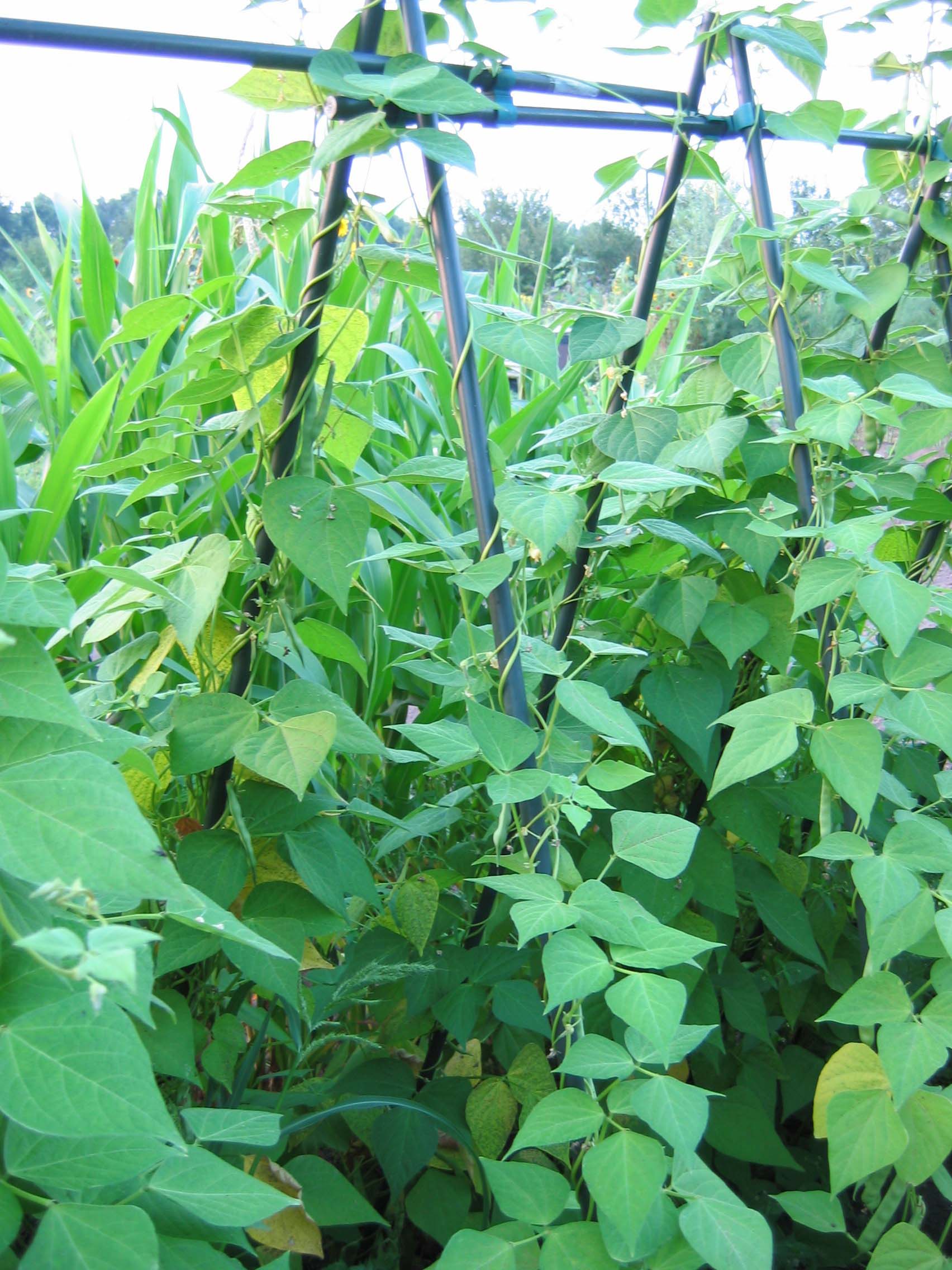 0702633141067_sfeer-2ktORxO5iHzHHE Peacock Stahlblech-Stab, 120cm