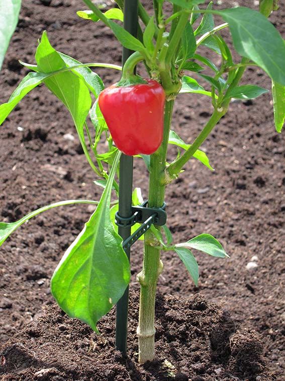 0702633141517_sfeer-1K8IEWj3nwHYyU Peacock Gummi-Pflanzenbinder, 25cm