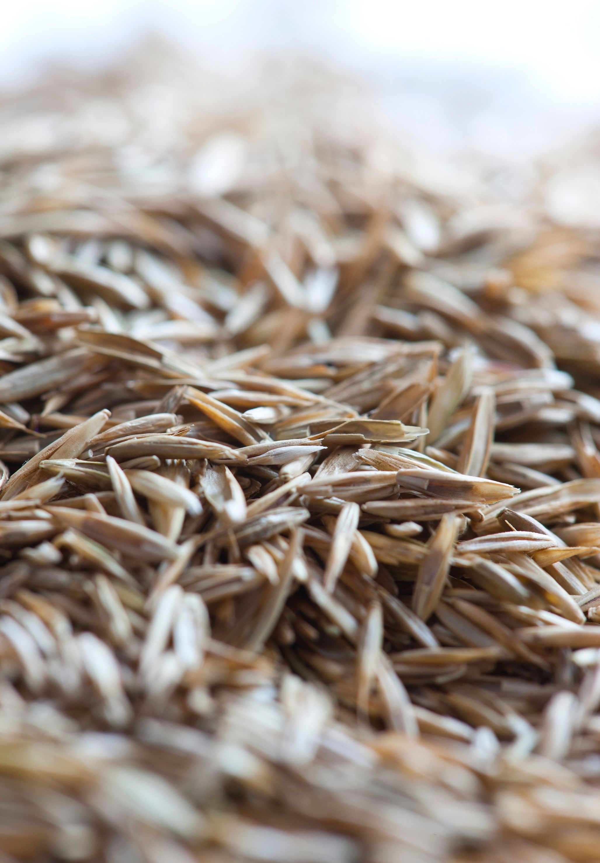 Semina Nachsaatrasen, 1 kg