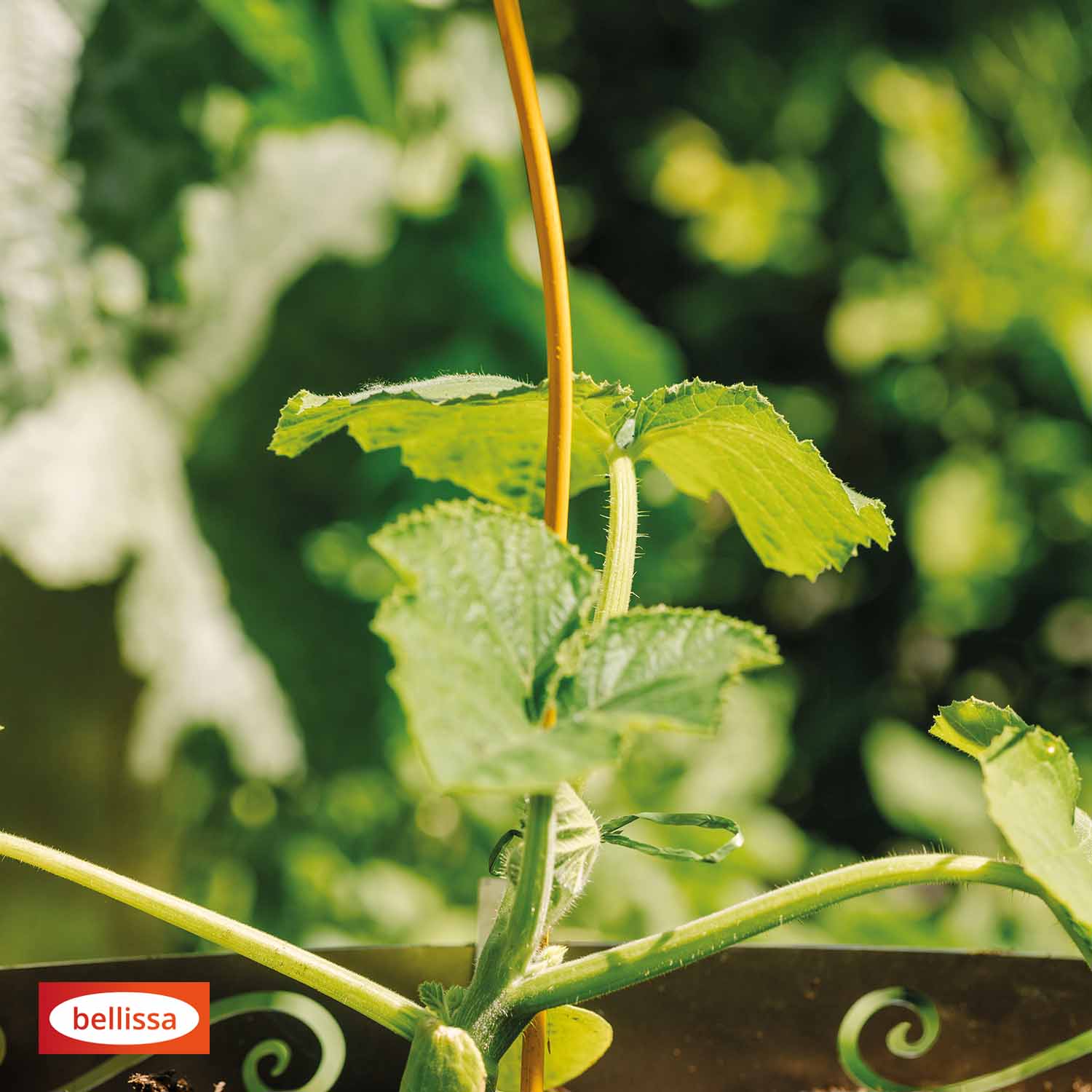 Bellissa Tomatenspirale Colorata 170