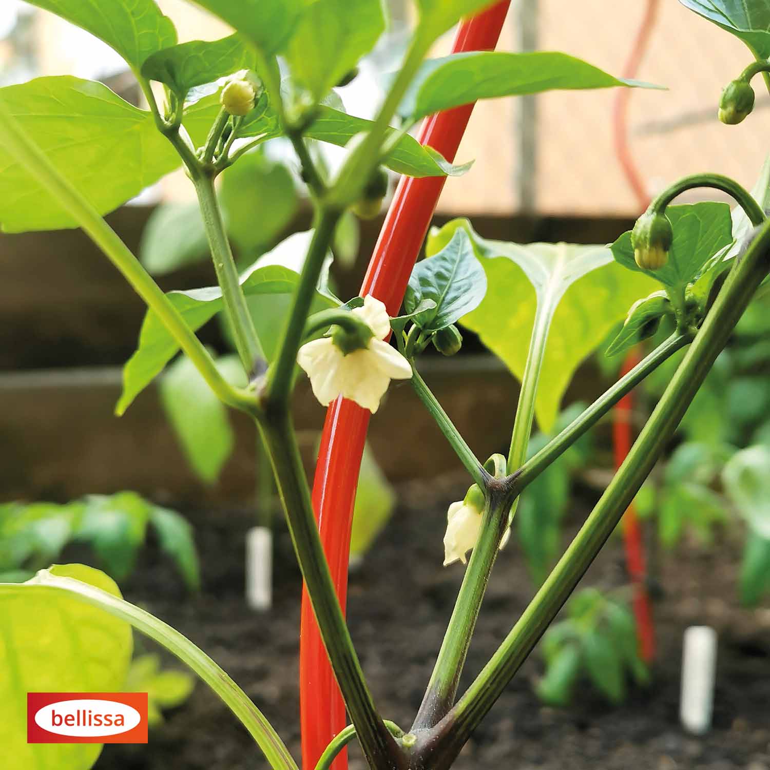 Bellissa Tomatenspirale Colorata 170