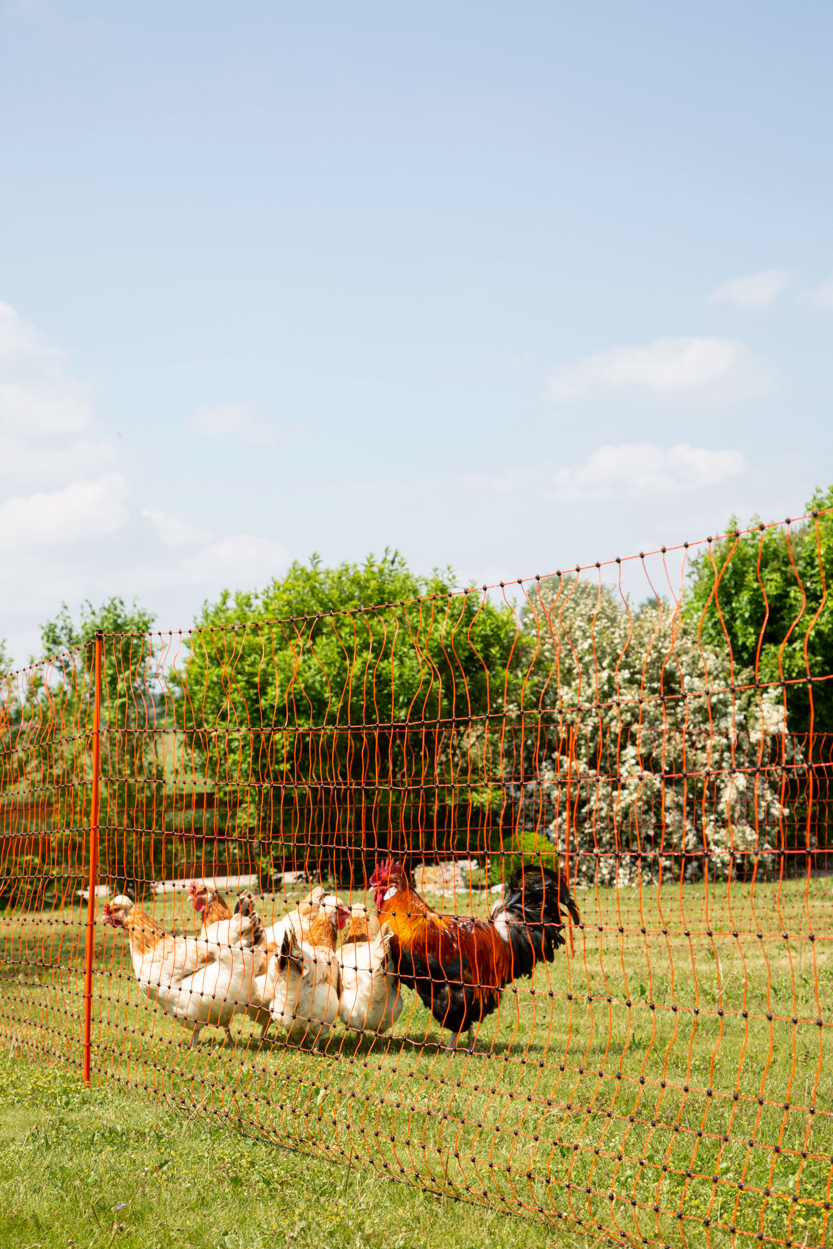Kerbl Geflügelnetz 50 mtr., 106 cm Doppelspitze, orange, el.leite