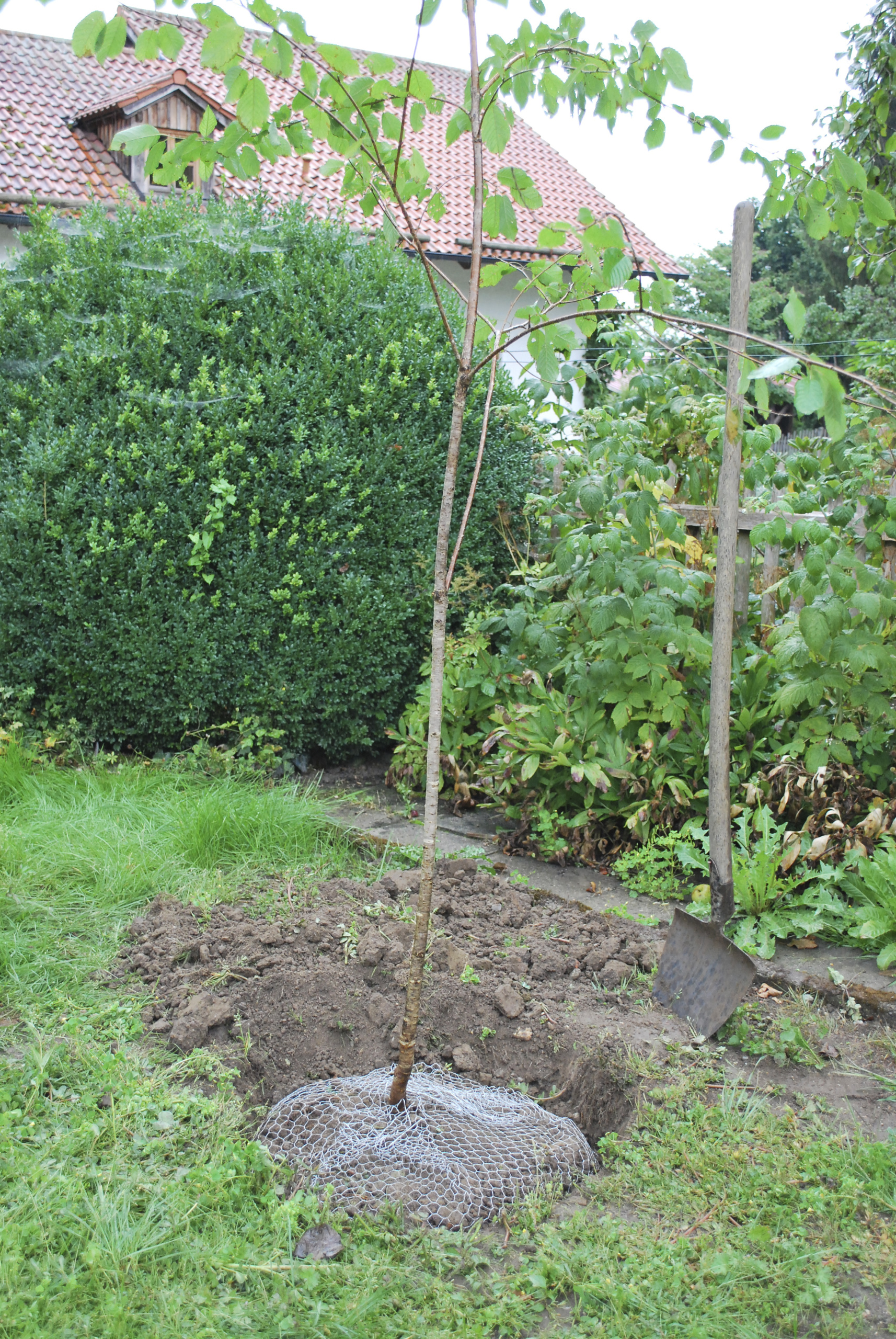 808718-2 Kerbl Wühlmauskorb groß, 60 cm