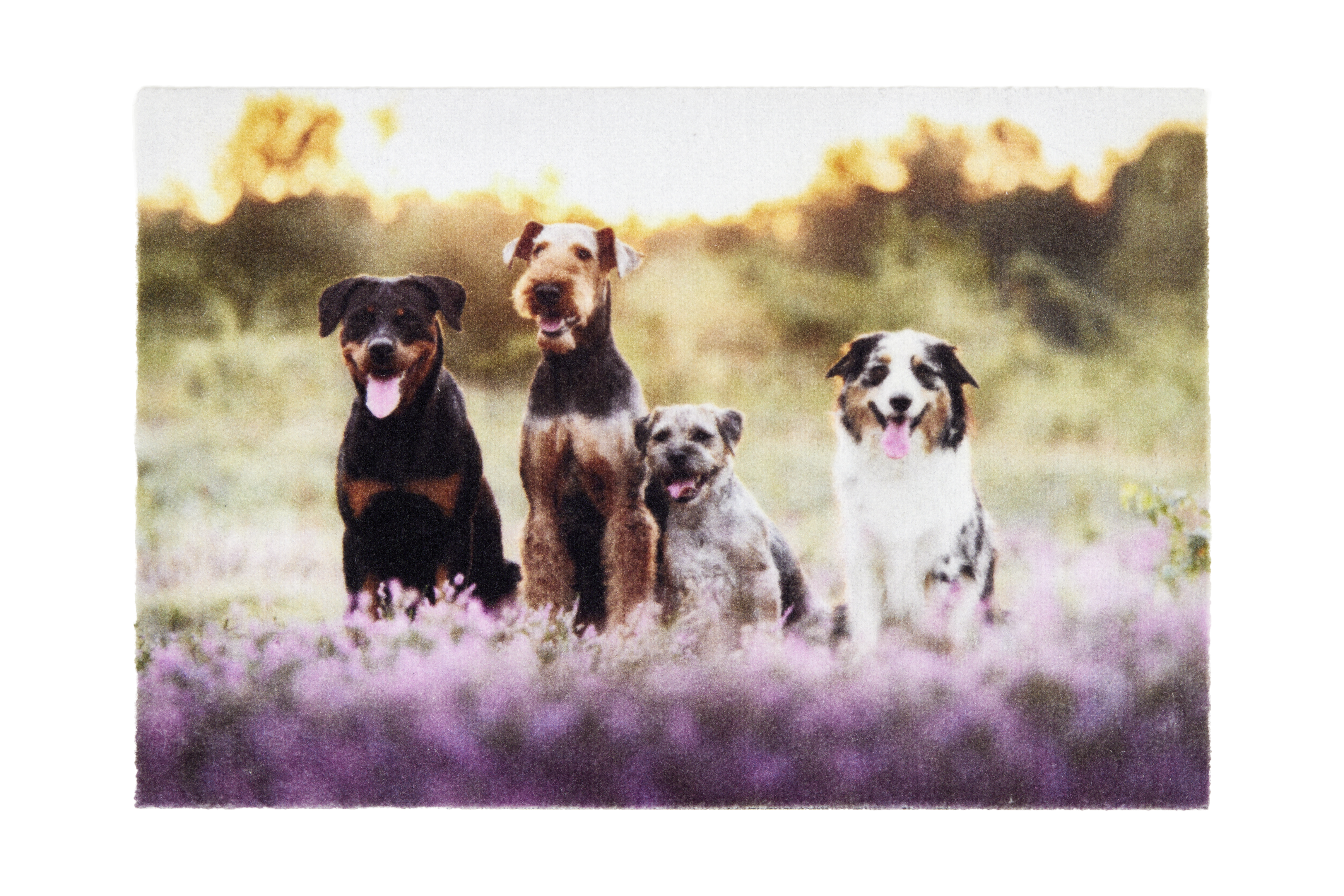 Astra Deco Print ca. 40x60cm D.107 C.999 Hunde