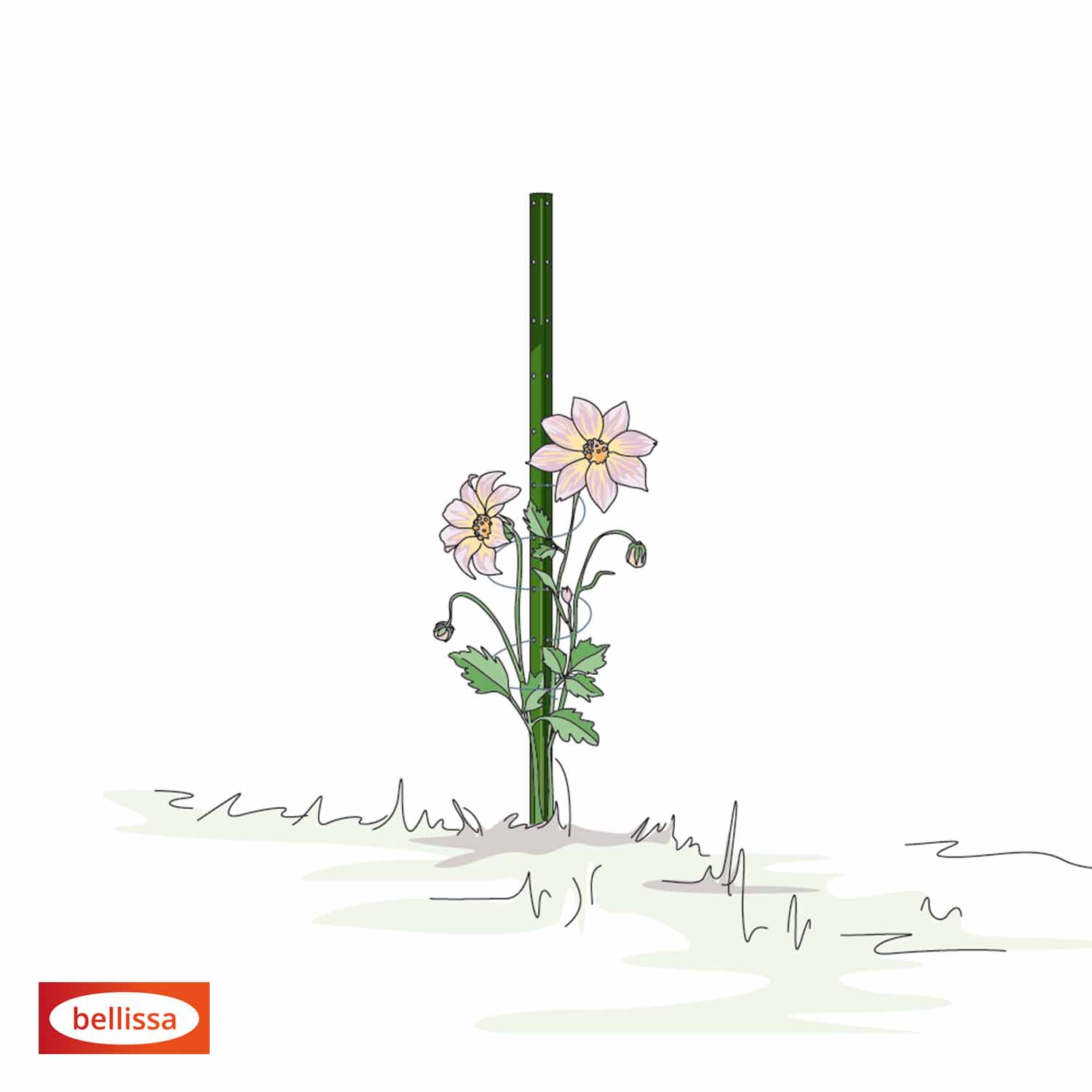 Bellissa Pflanzstab Timo 150 G