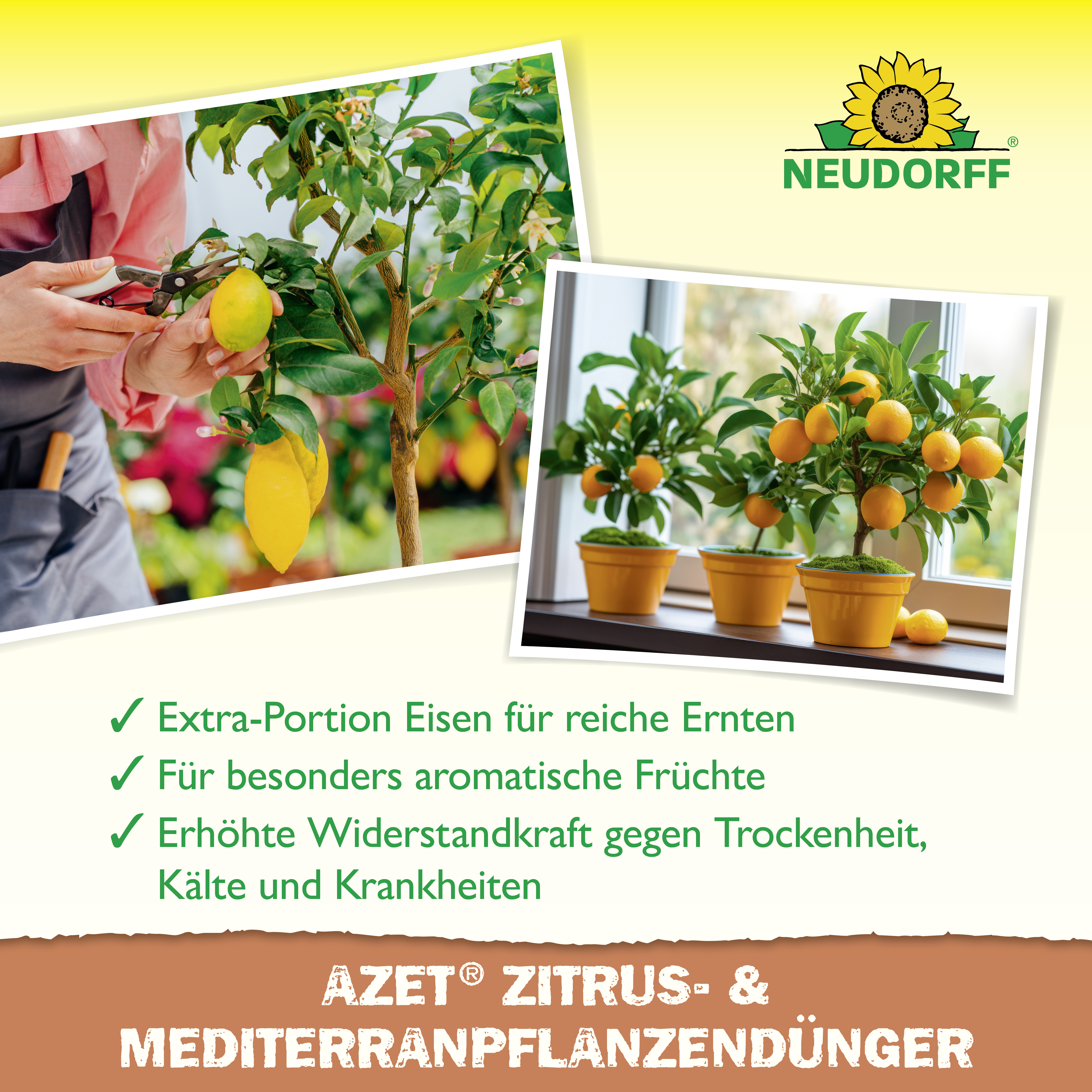 Neudorff Azet Zitrus- & MediterranpflanzenDünger, 250 ml