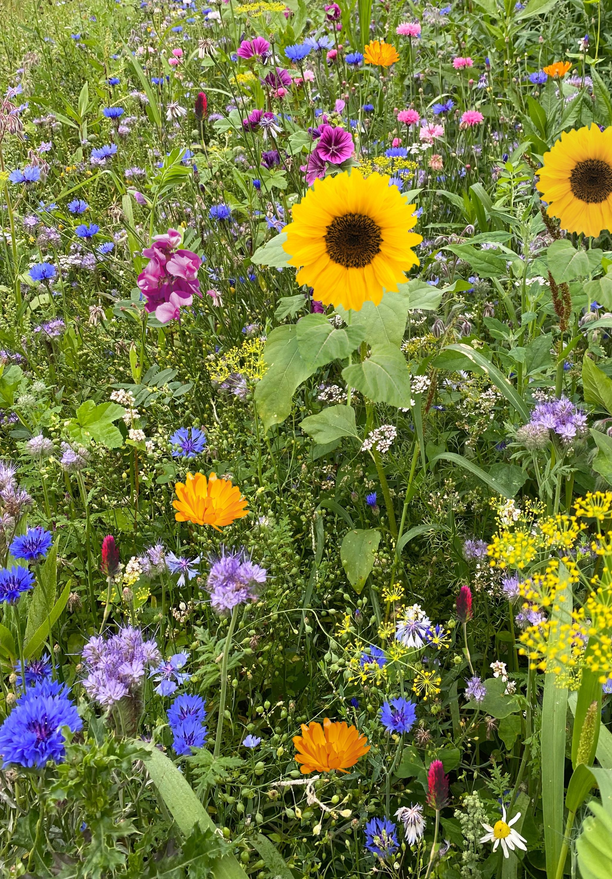 Rasetta Blühendes Land (Blühmischung), 0,75 kg