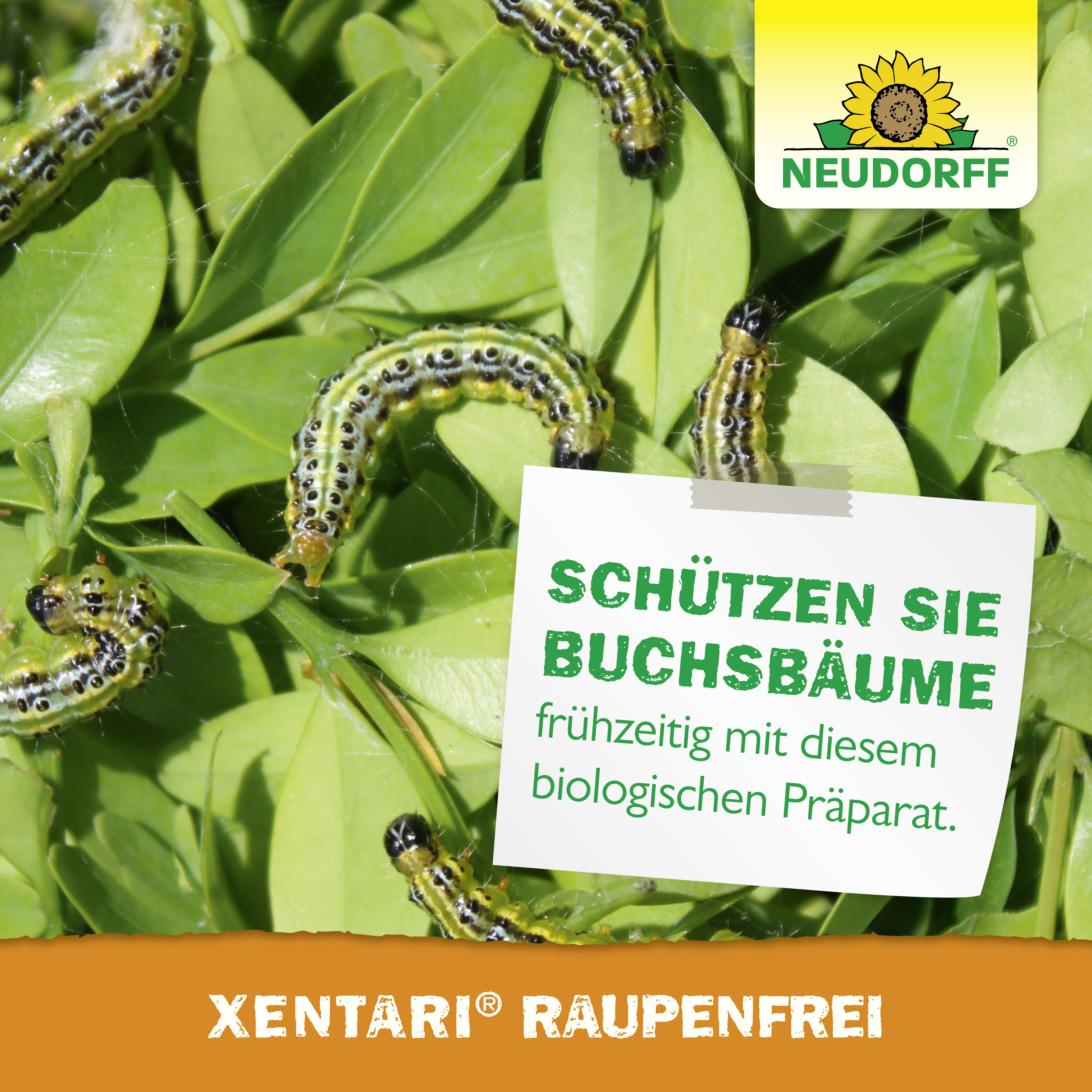Neudorff Xentari Raupenfrei, 25 g