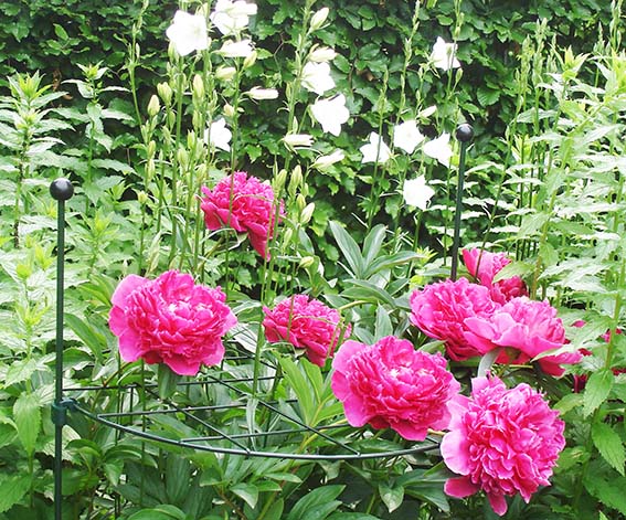 0702633092864_sfeerKHCAh7LNO2qpz Peacock Stützgitter Vollrund, 50cm
