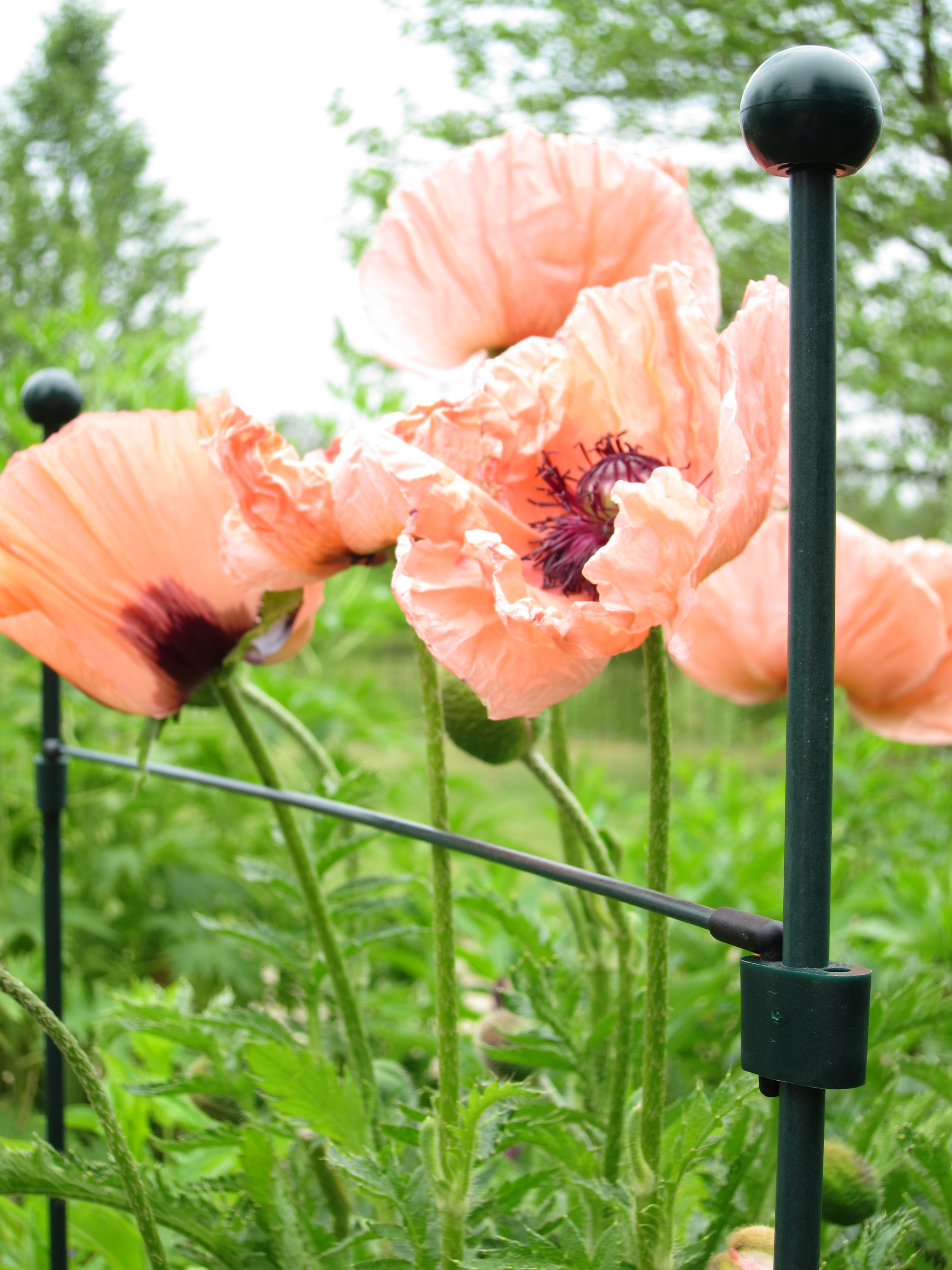 0702633111039_sfeeryMzcnHzE4JzF1 Peacock Glasfiber Bodenstab, 50cm mit Kupplung