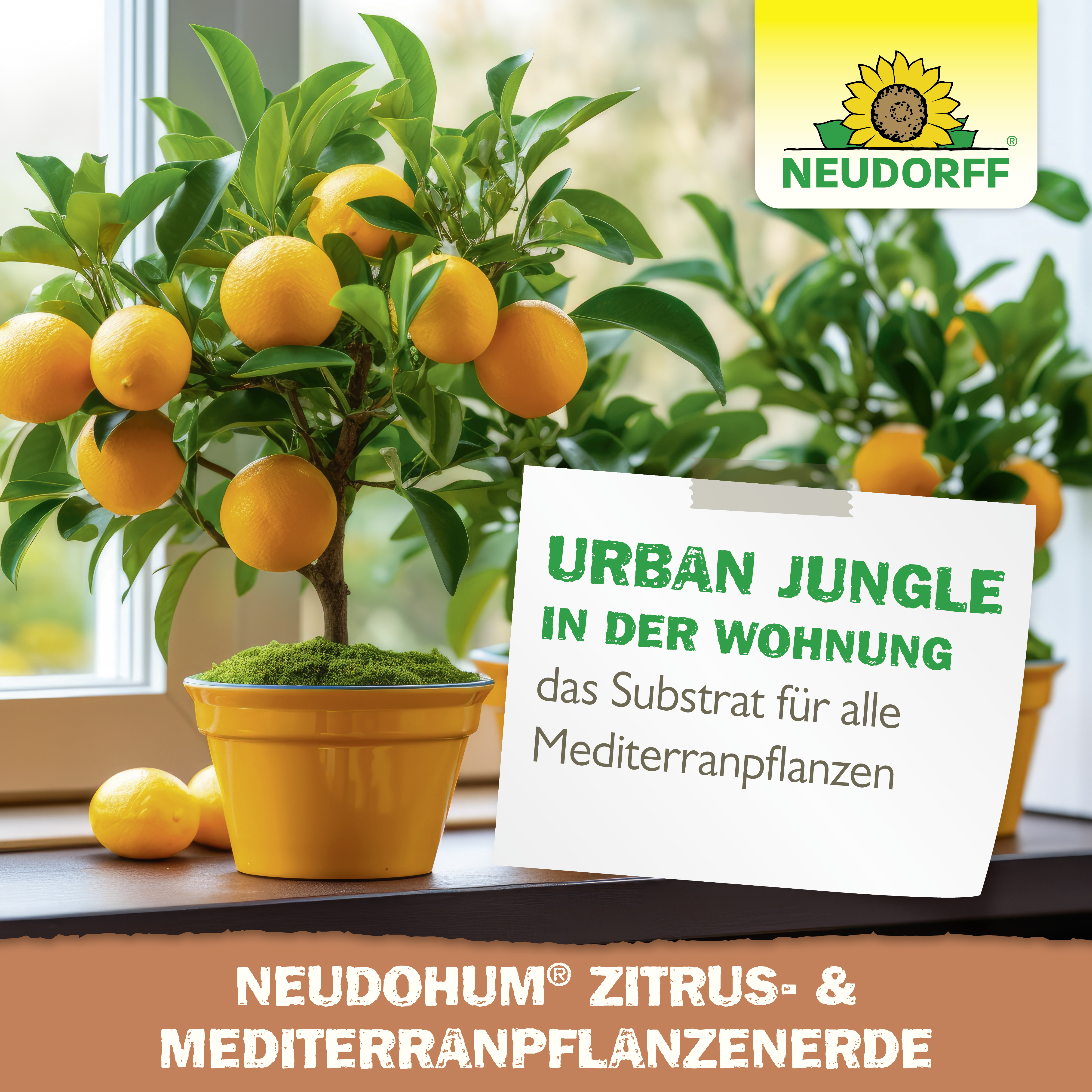 Neudorff NeudoHum Zitrus & MediterranpflanzenErde