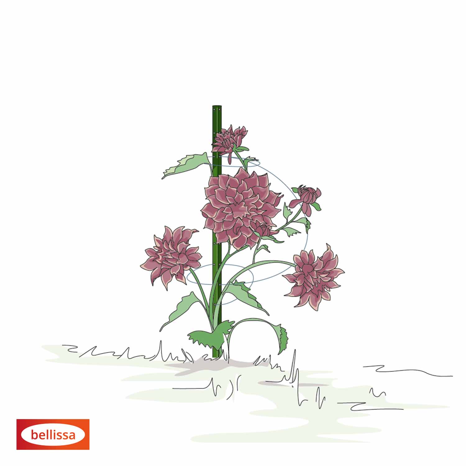 Bellissa Pflanzstab Timo 100 G