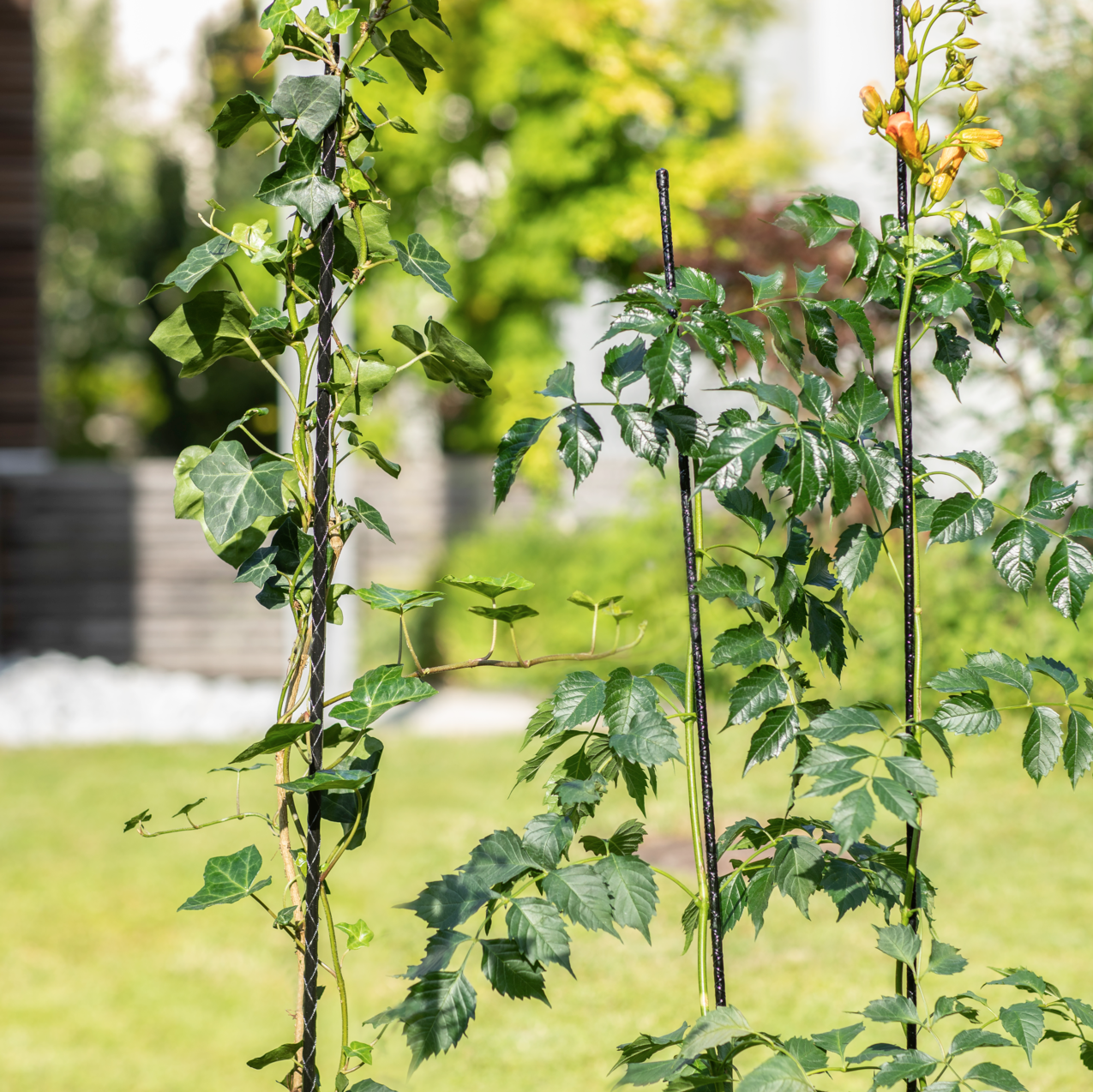 9003117075979 Windhager Fiberglas-Pflanzstab, anthrazit, 120 cm