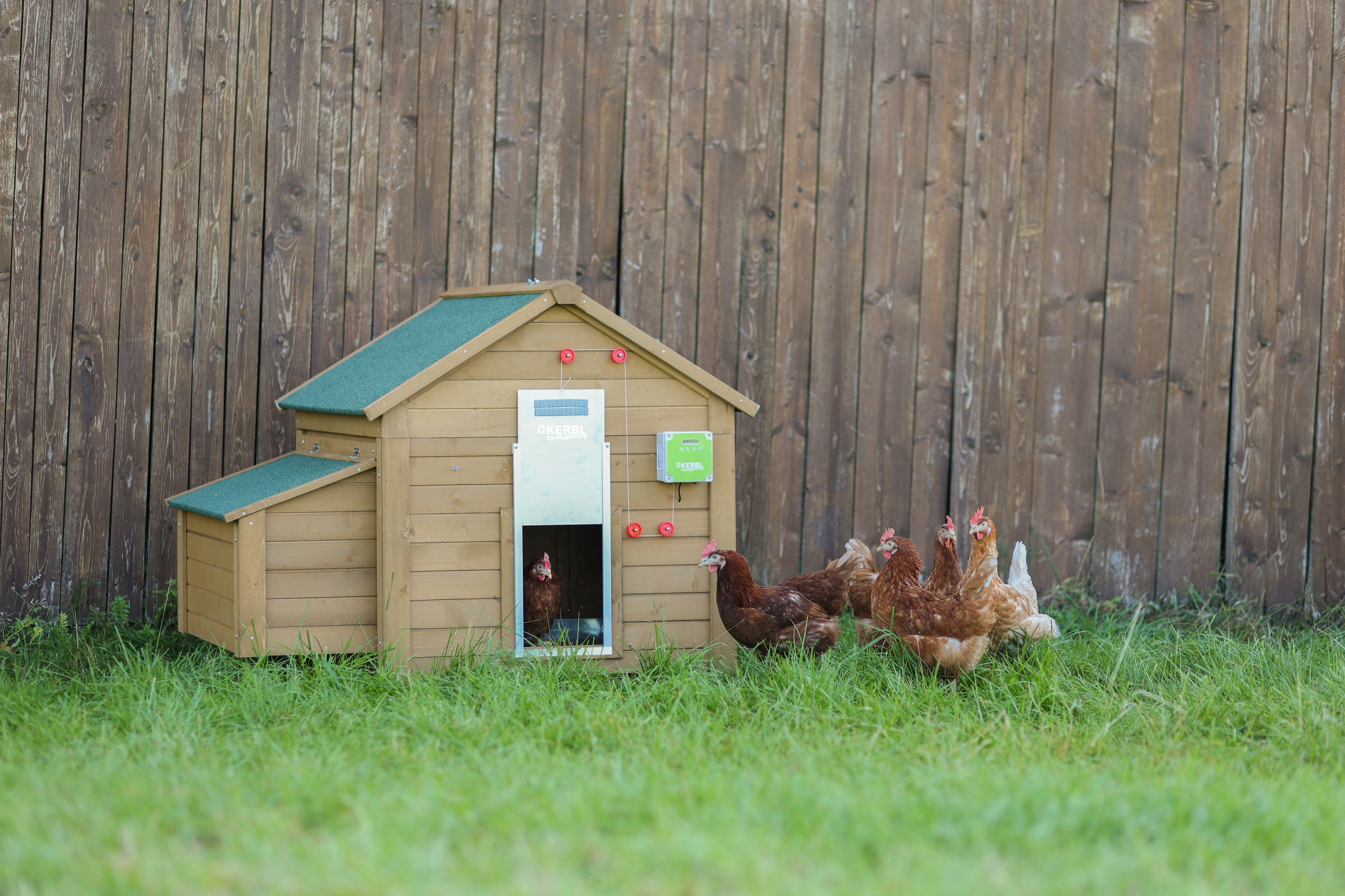 Kerbl Automatische Hühnertür mit Schiebetür 430x400mm, verpackt