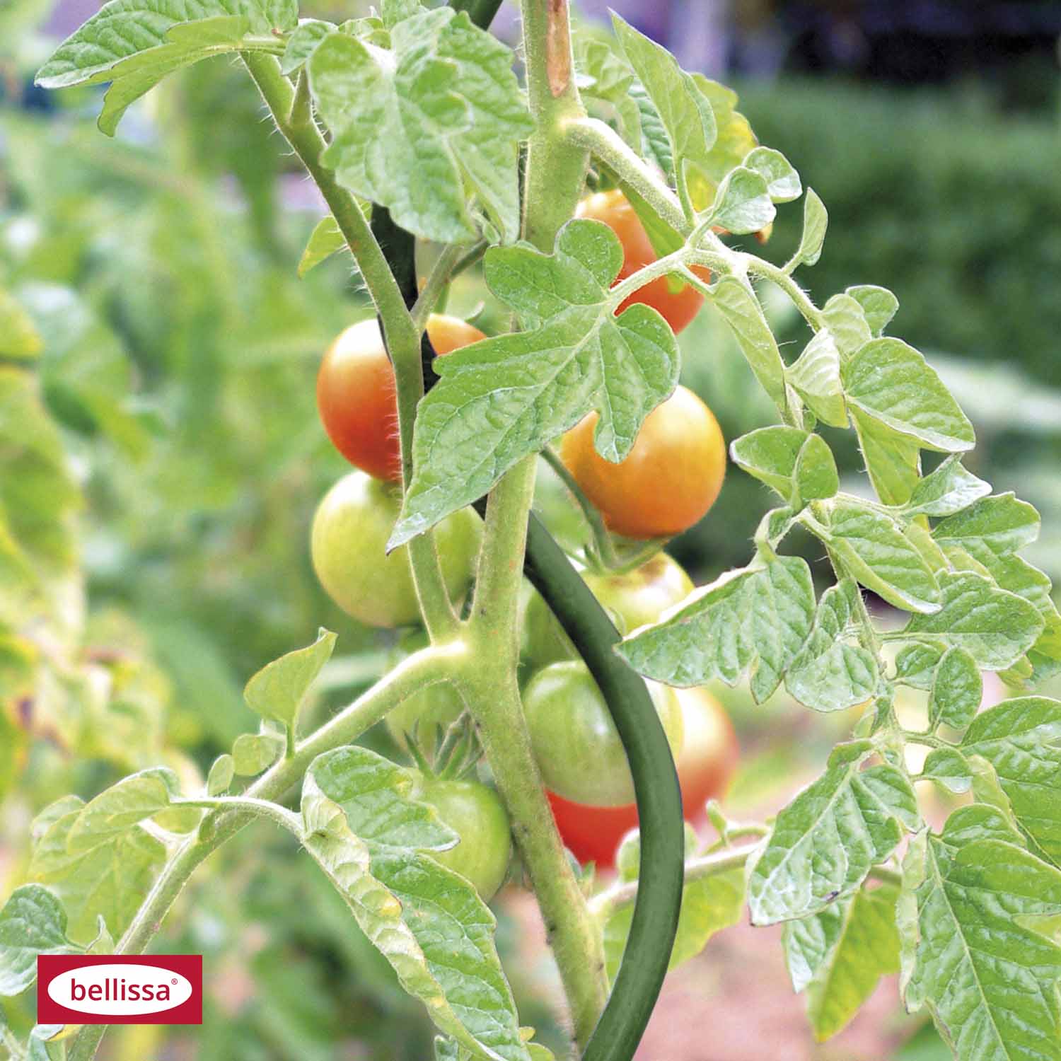 670444-1 TOMATENSPRIALE 170CM 8MM GRÜN
