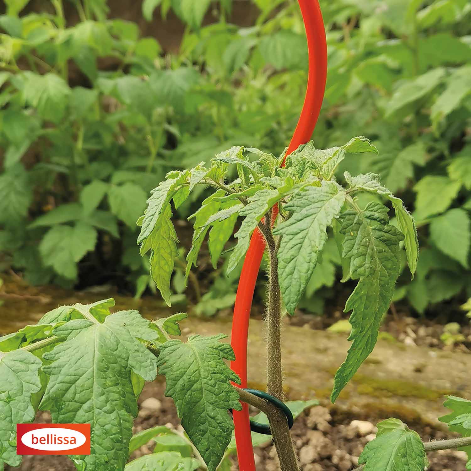 Bellissa Tomatenspirale Colorata 170