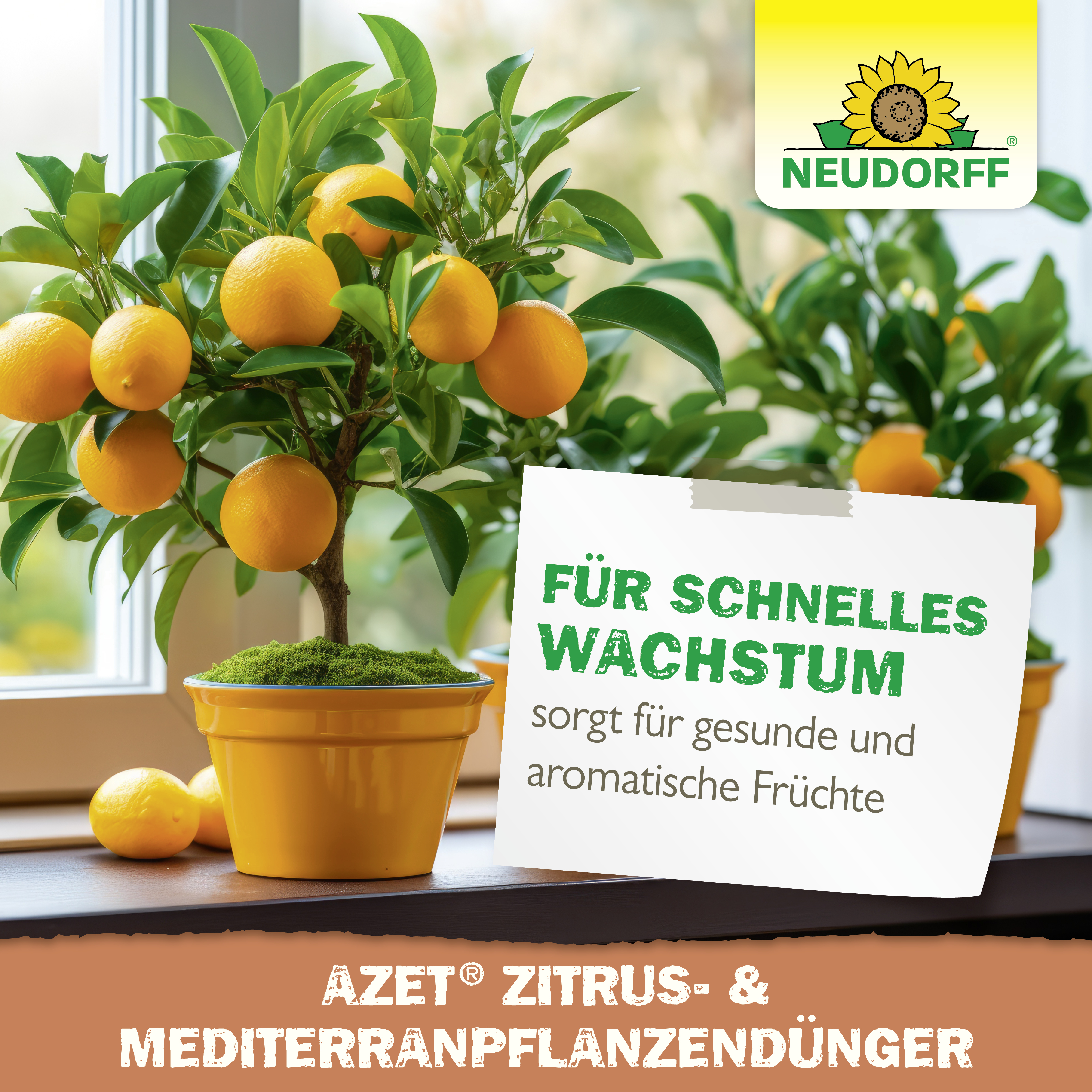 Neudorff Azet Zitrus- & MediterranpflanzenDünger, 250 ml