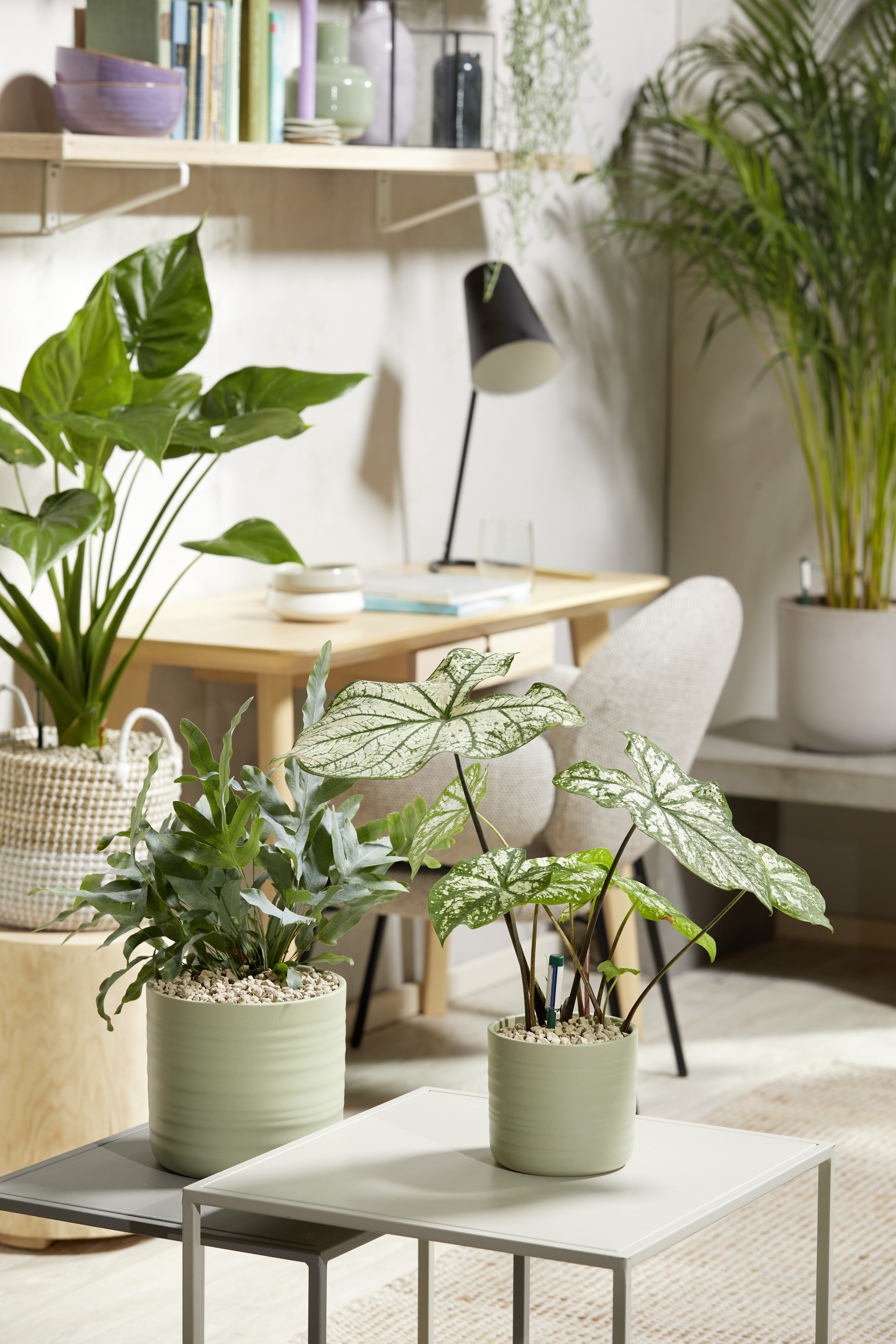 Seramis Topper, Limestone, 1 L