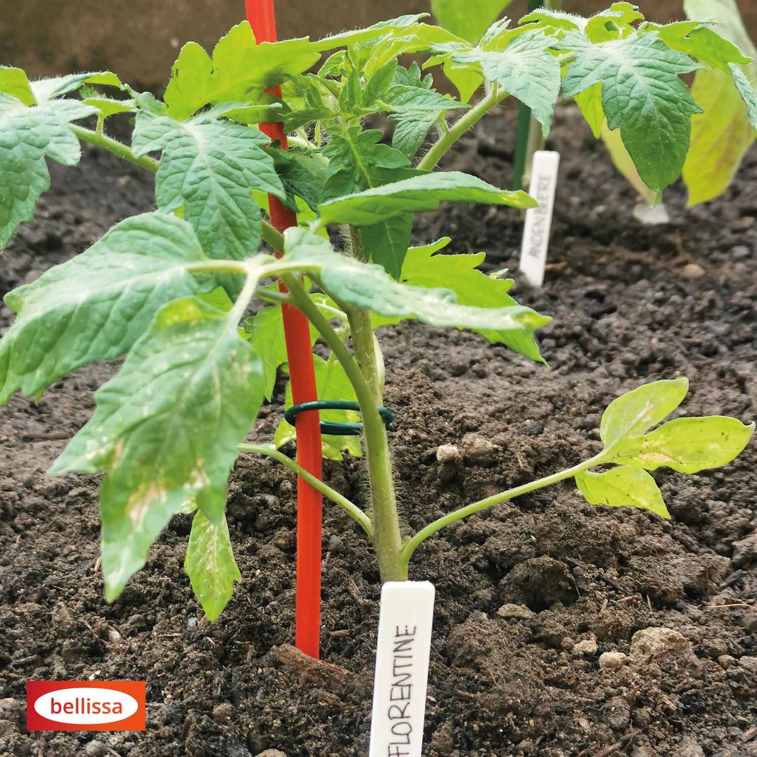 Bellissa Tomatenspirale Colorata 170