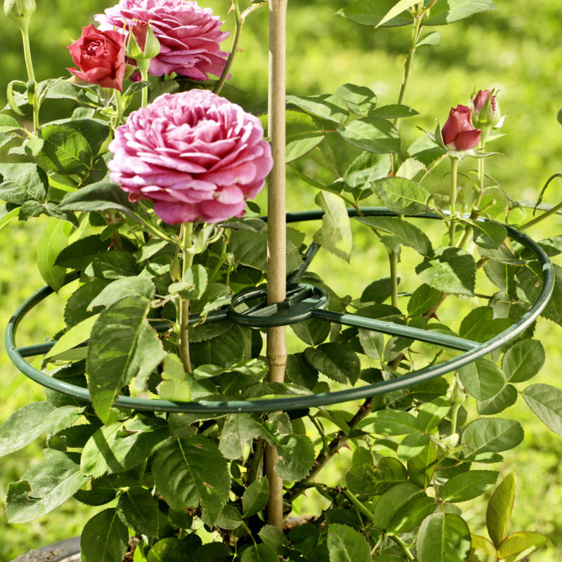 Windhager Pflanzenring Standard, 30 cm, grün