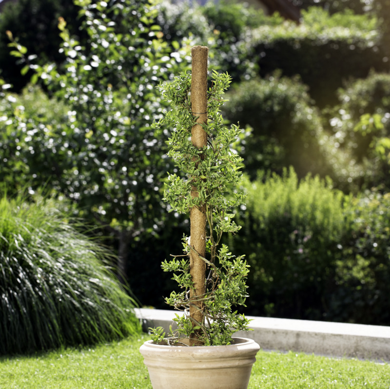 Windhager Pflanzstab Kokos, 80 cm, 4,5 cm    Windhager Pflanzstab Kokos, 80 cm, 4,5 cm