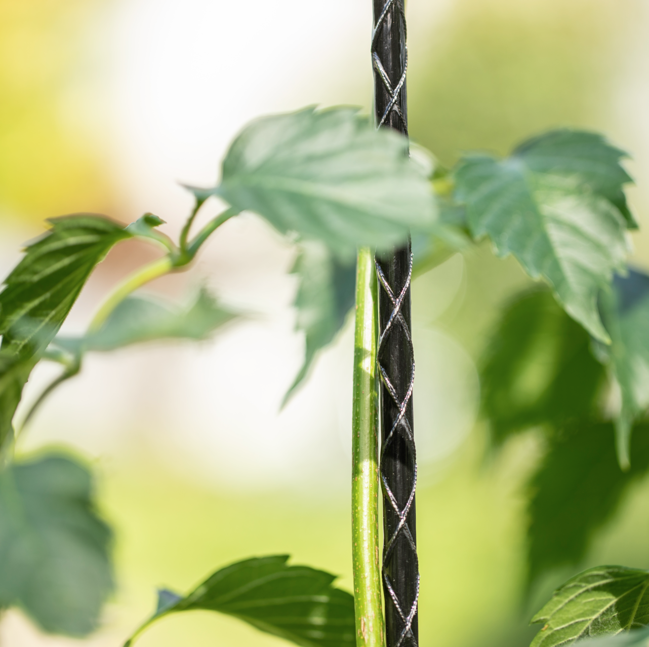 9003117075979_1 Windhager Fiberglas-Pflanzstab, anthrazit, 120 cm