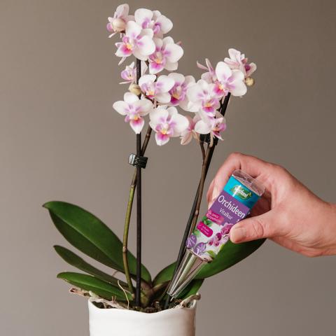 703046-2-pt02 WESTLAND VITALKUR FÜR ORCHIDEEN 40ML