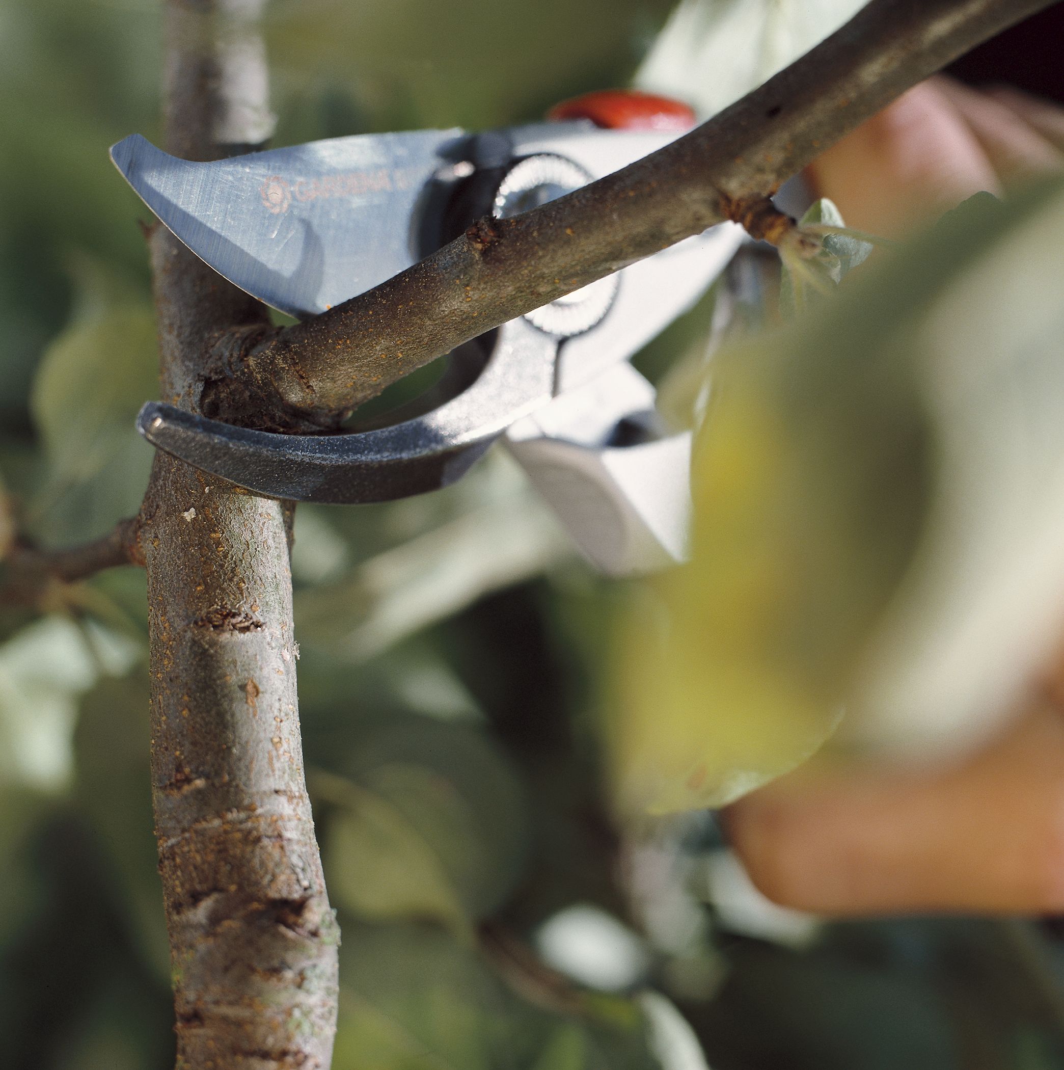 PREMIUM GARTENSCHERE BP 50       GARDENA