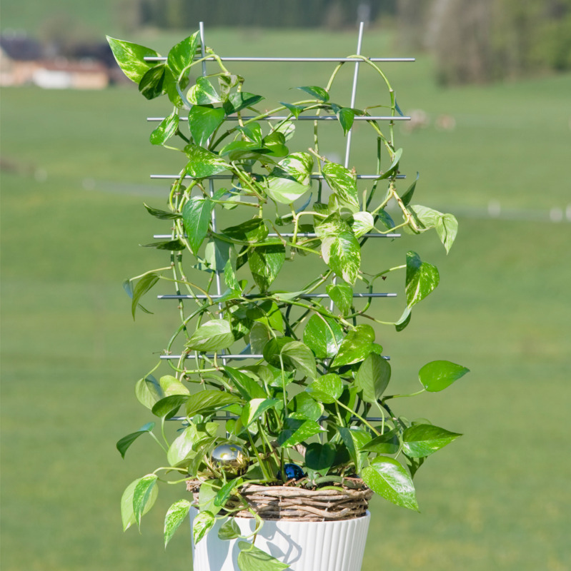 Windhager Blumenstütze, 34 x 77 cm, silber 