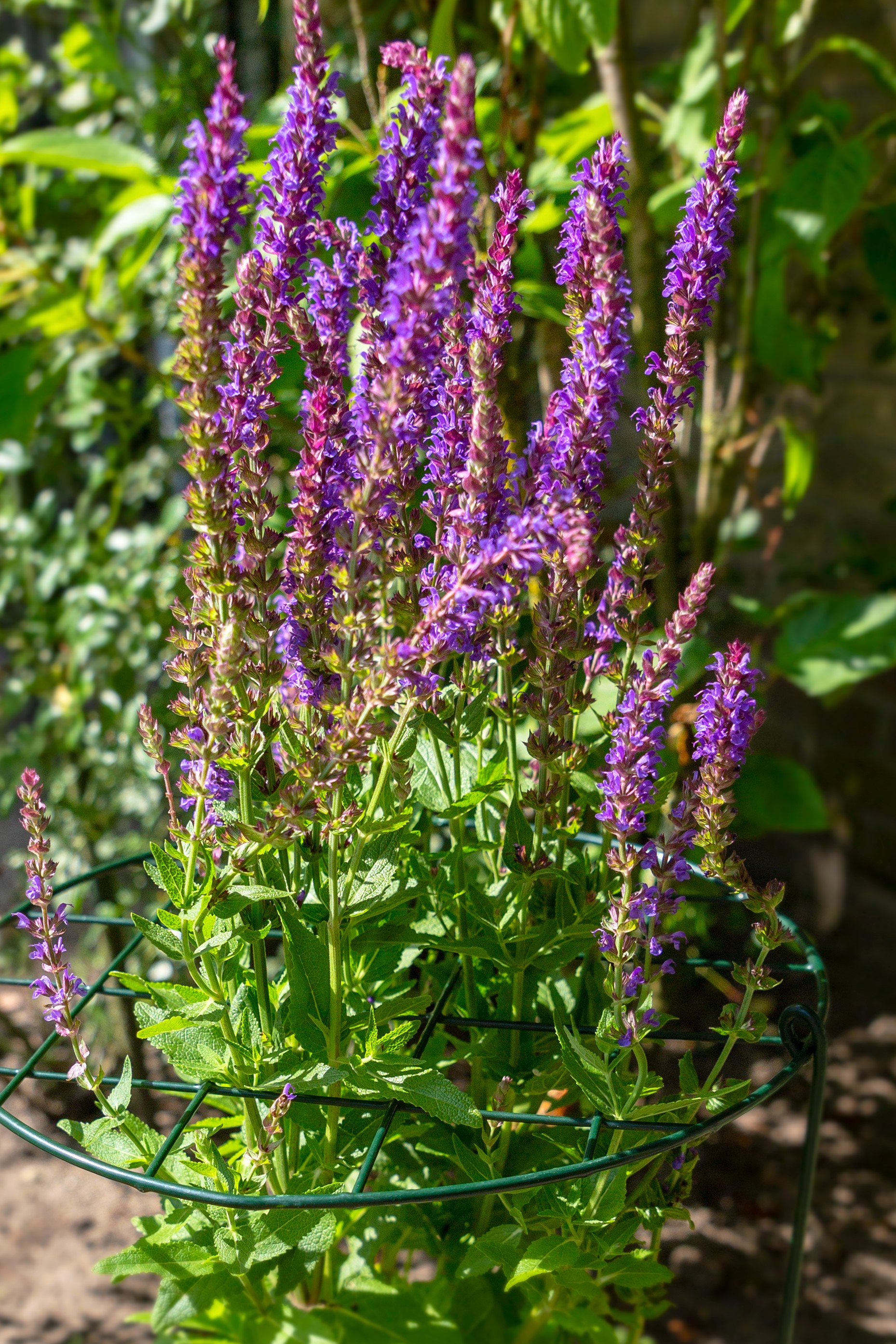 0702633010219_sfeerto4AcgkZTSr9a Peacock Pflanzenstütze Gitter Robin, 40cm