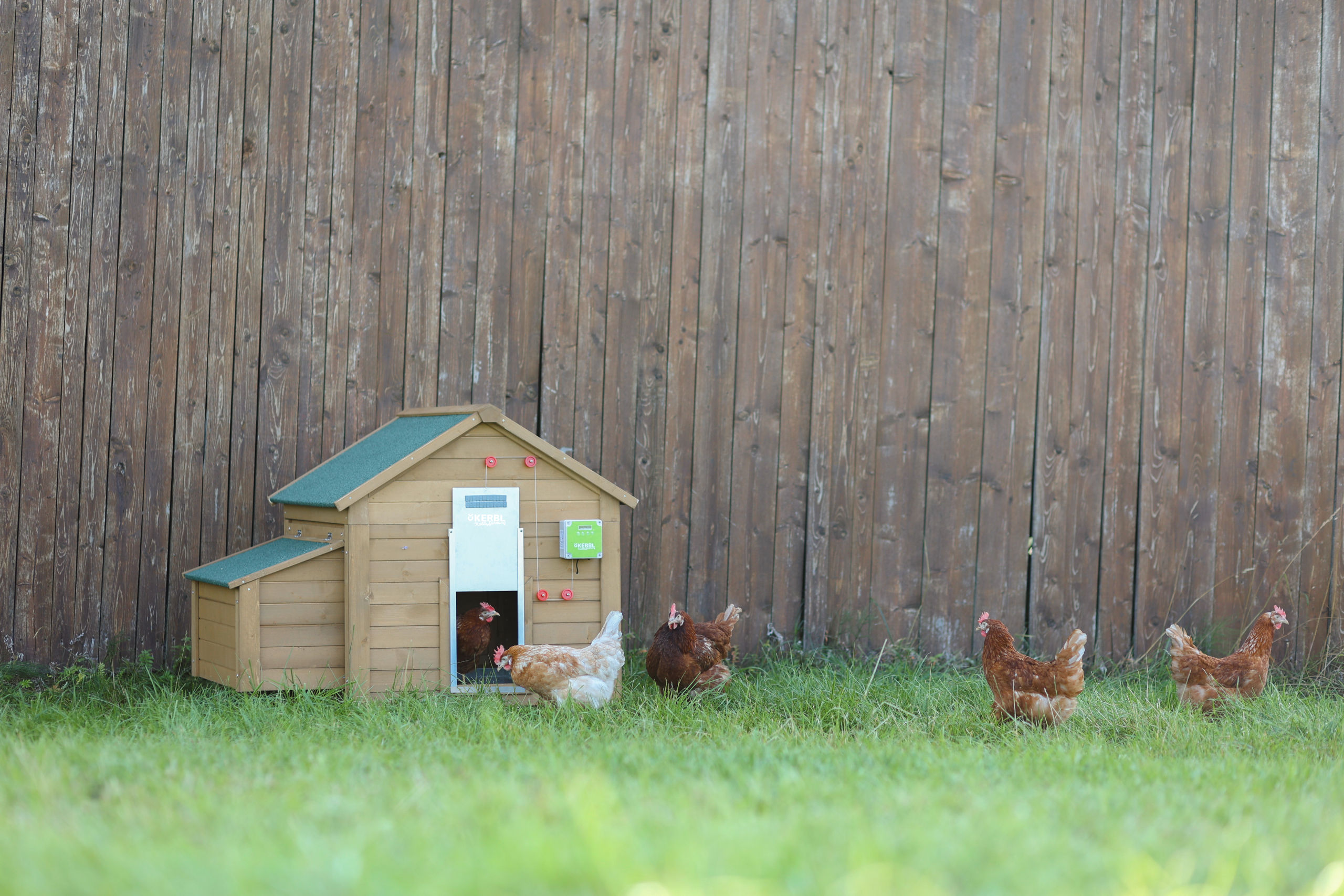 Kerbl Automatische Hühnertür mit Schiebetür 430x400mm, verpackt