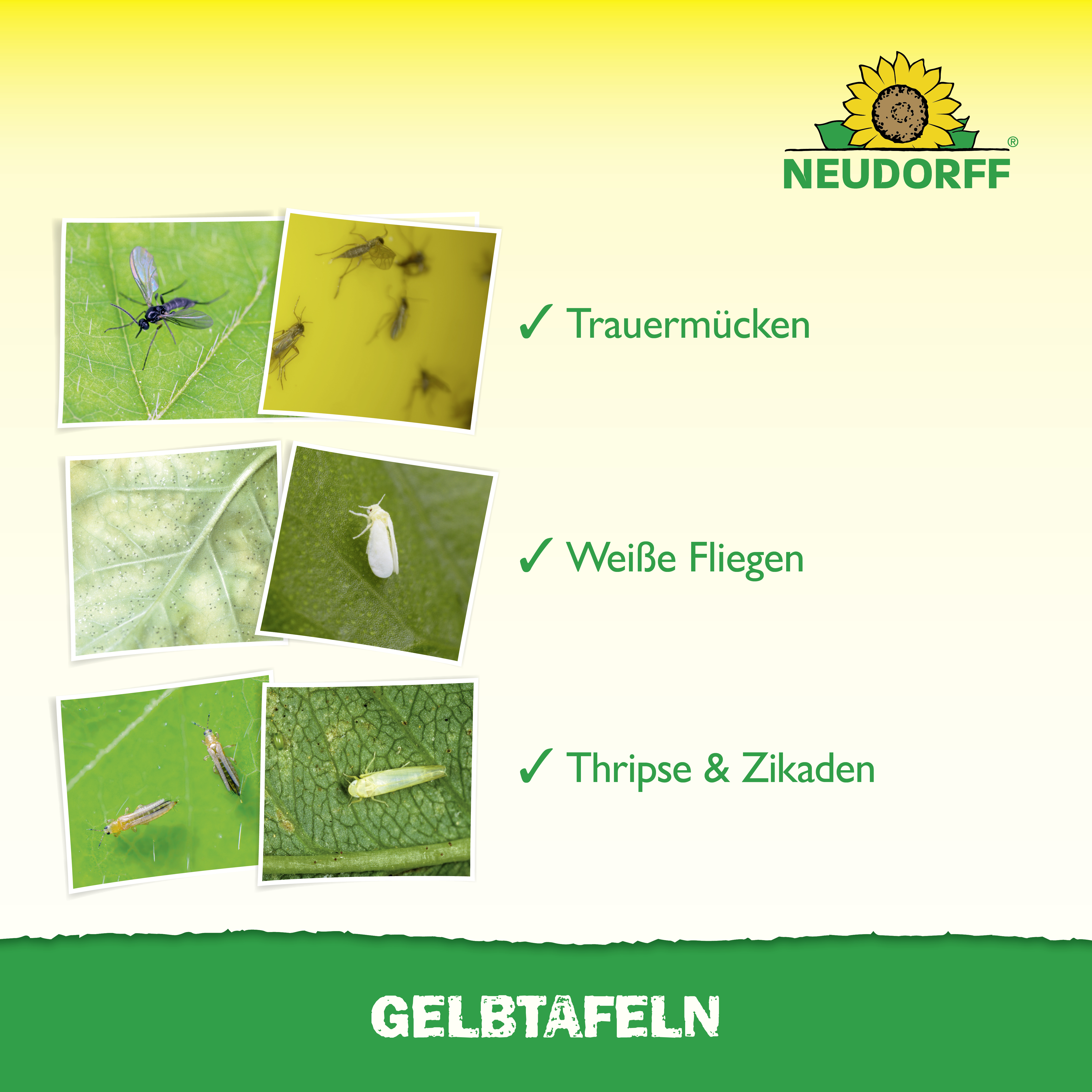 Neudorff Gelbtafeln (kleinformatig), 7,50 x 20 cm