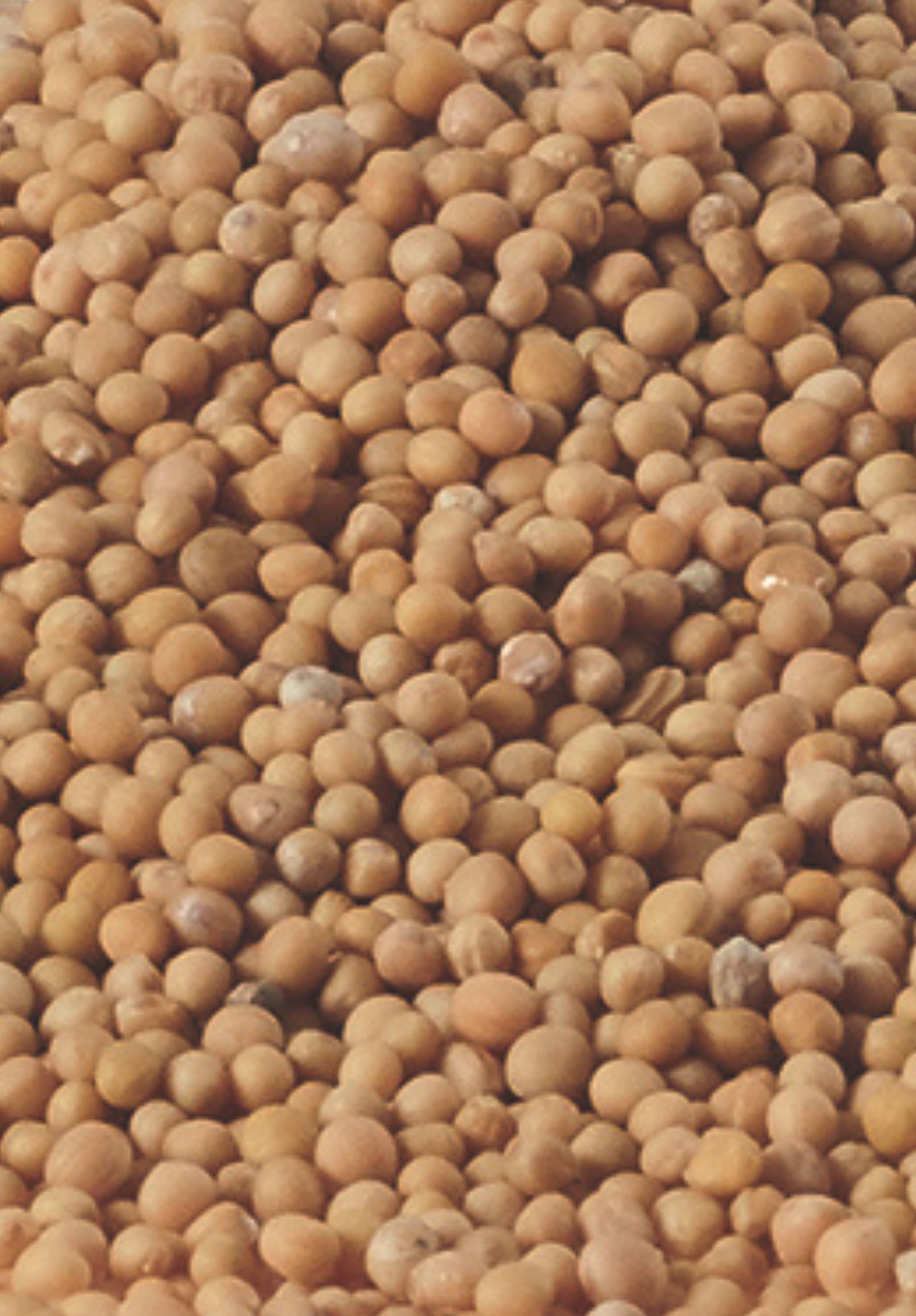Weißer Senf (Gründüngung), 1 kg