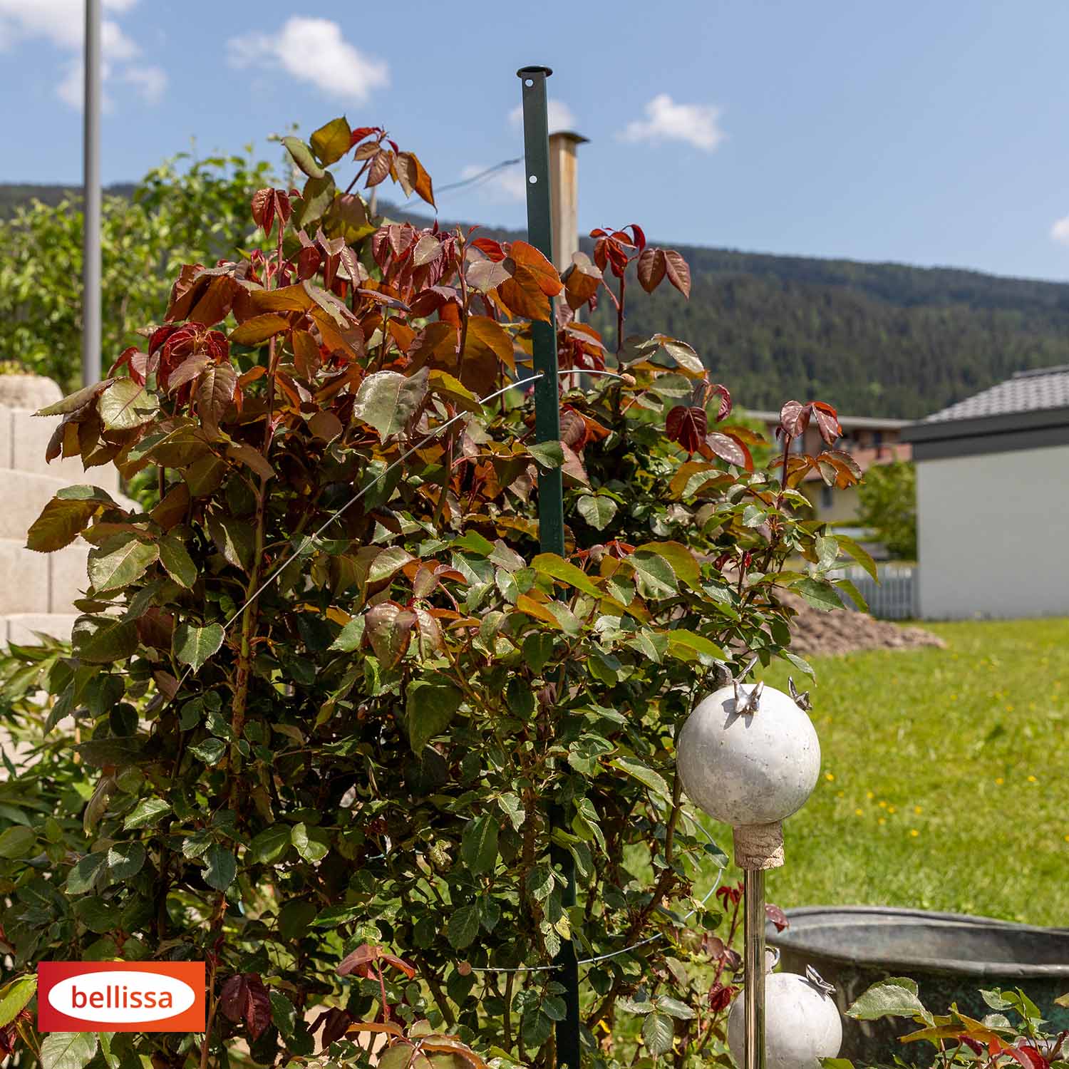 Bellissa Pflanzstab Timo 100 G