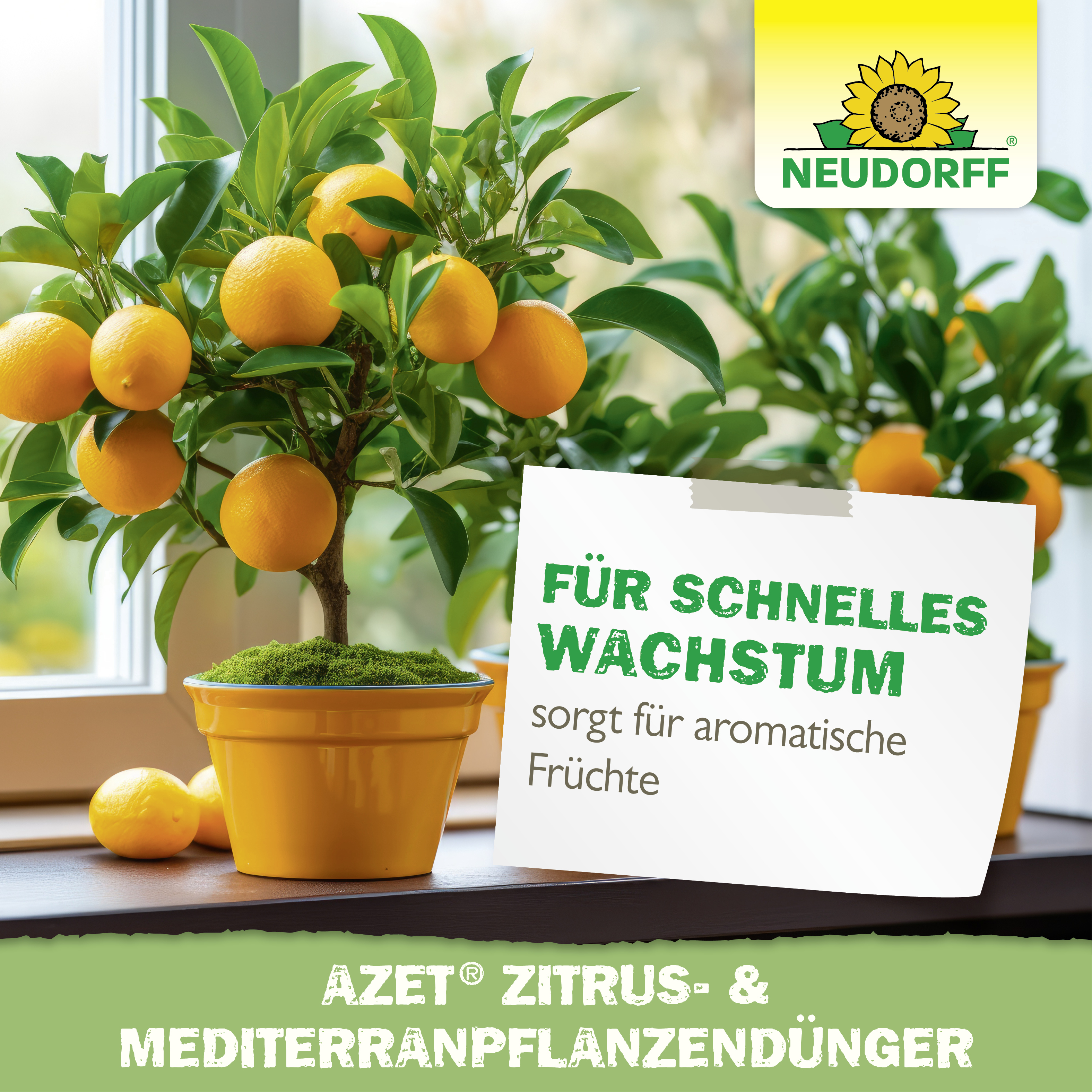 Neudorff Azet Zitrus- & MediterranpflanzenDünger, 750 g
