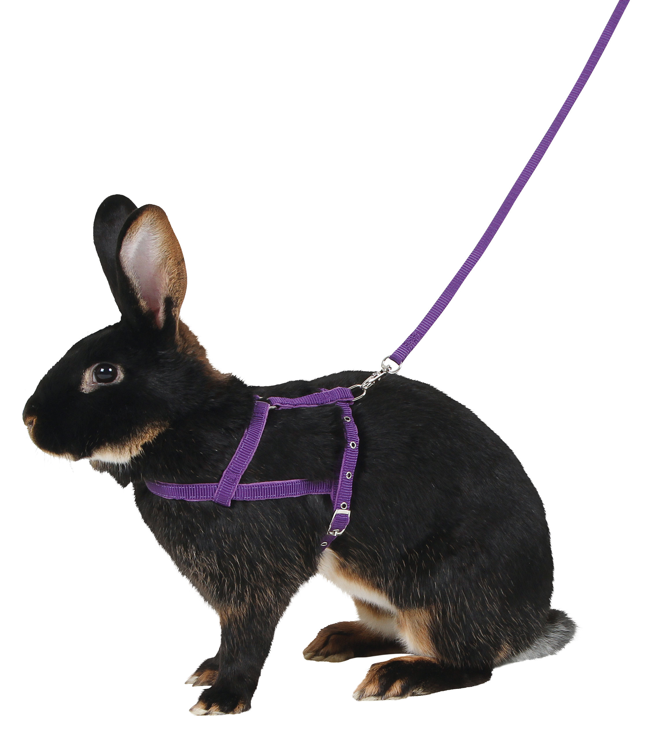 Kerbl Schultergeschirr Agility mit Leine, 2 m, L